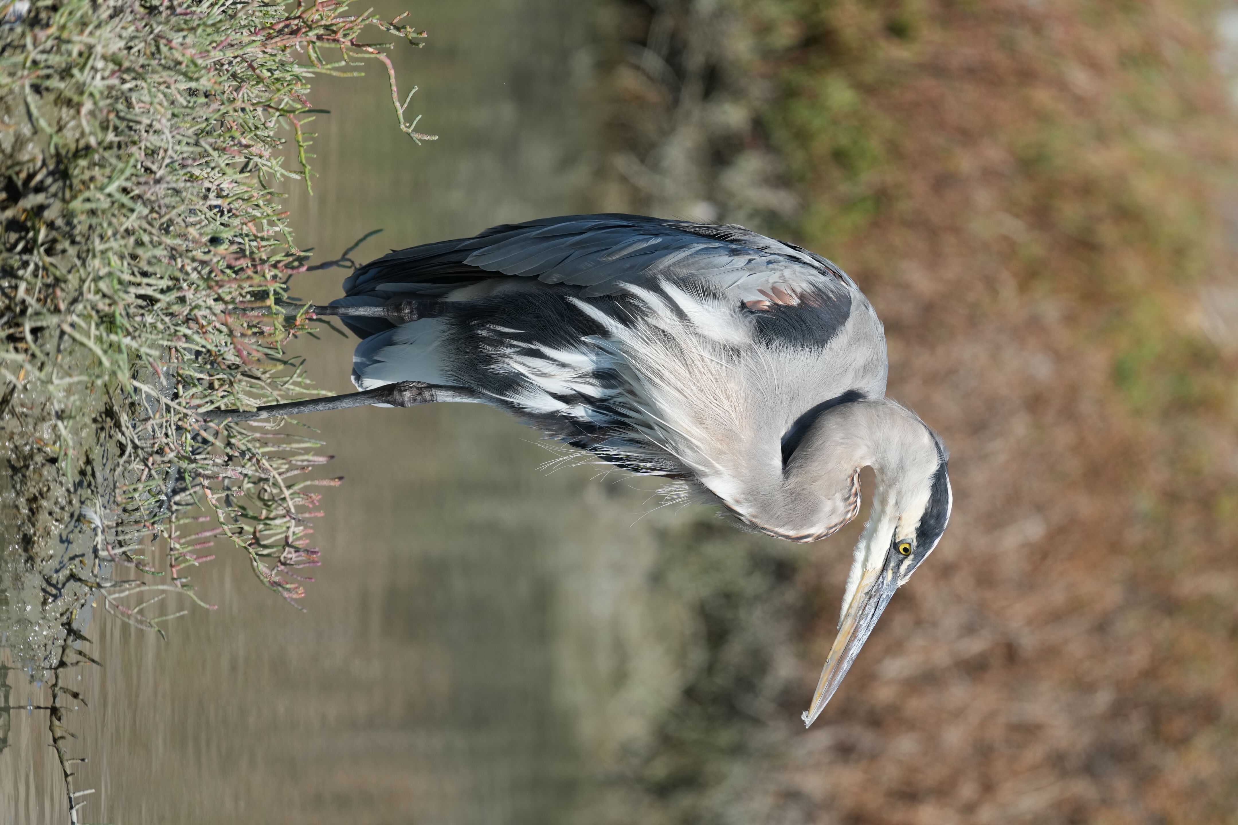 Redwood Shores Loop Trail