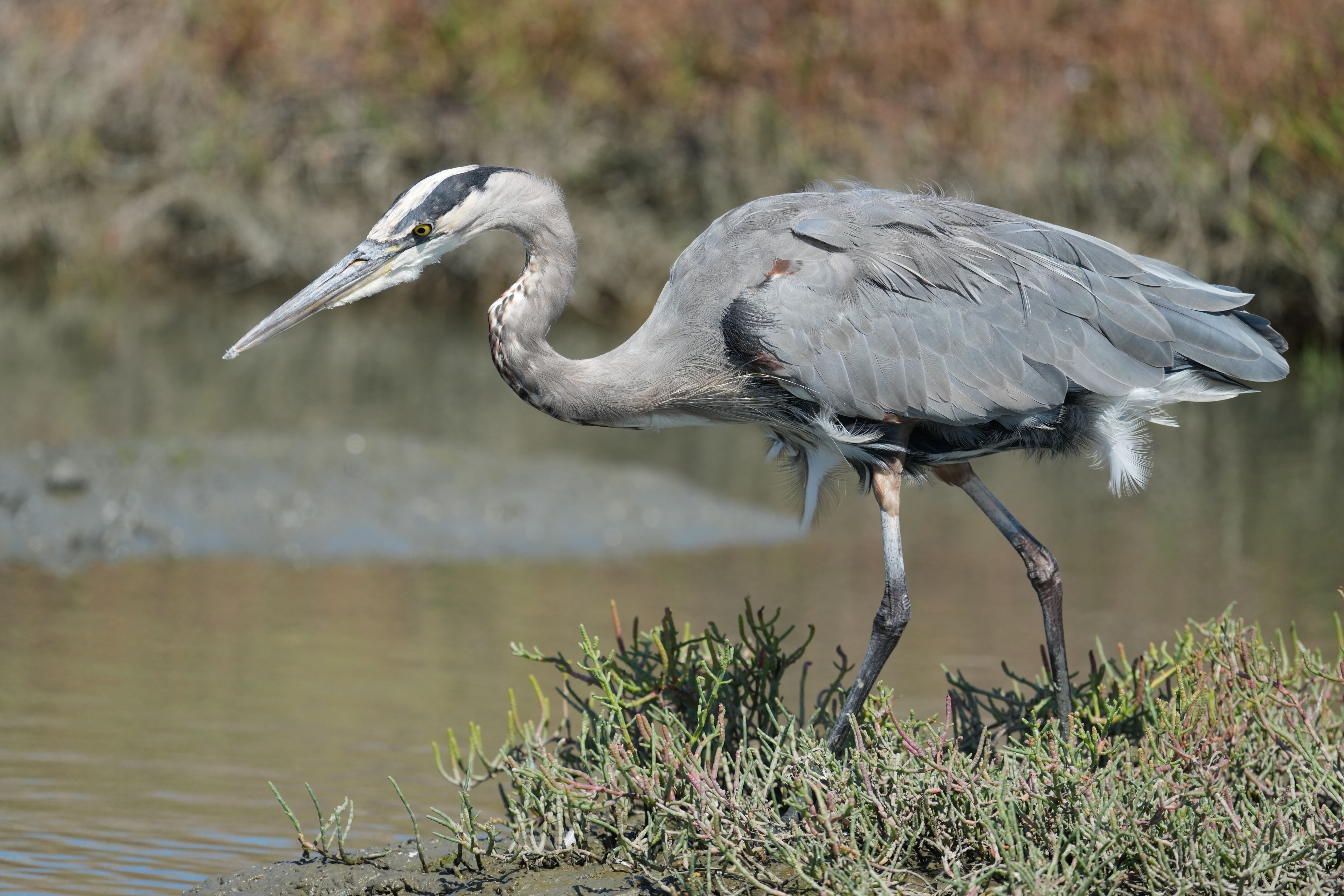 Redwood Shores Loop Trail