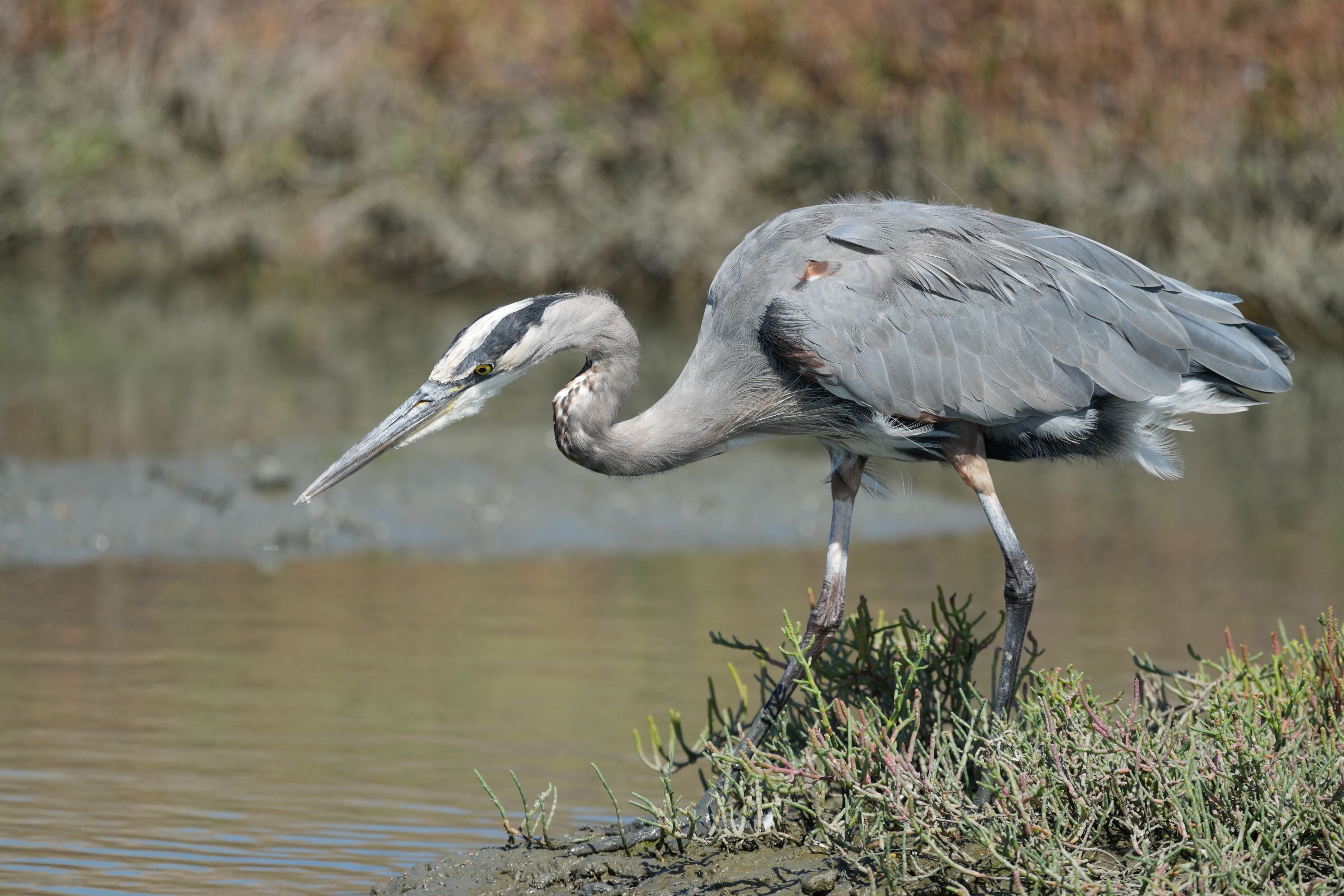 Redwood Shores Loop Trail