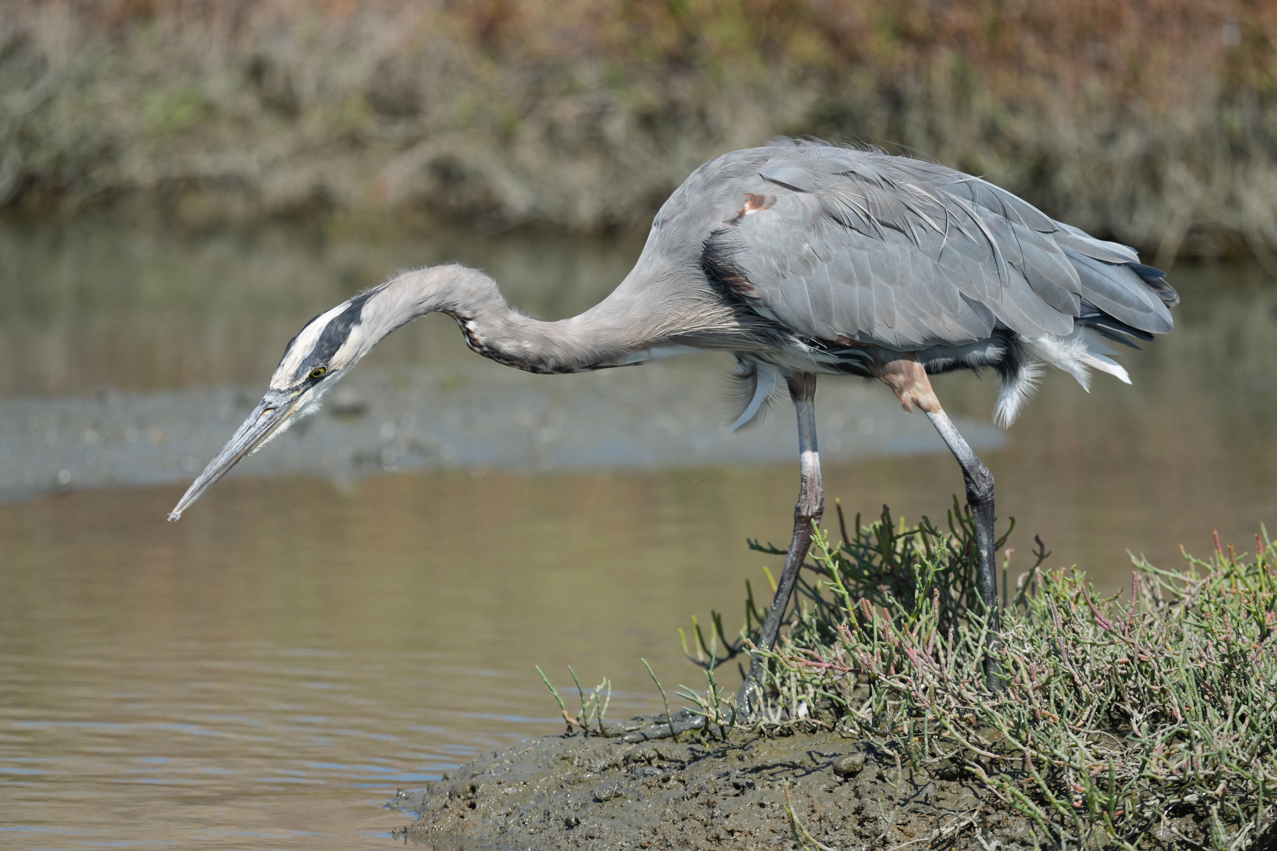 Redwood Shores Loop Trail