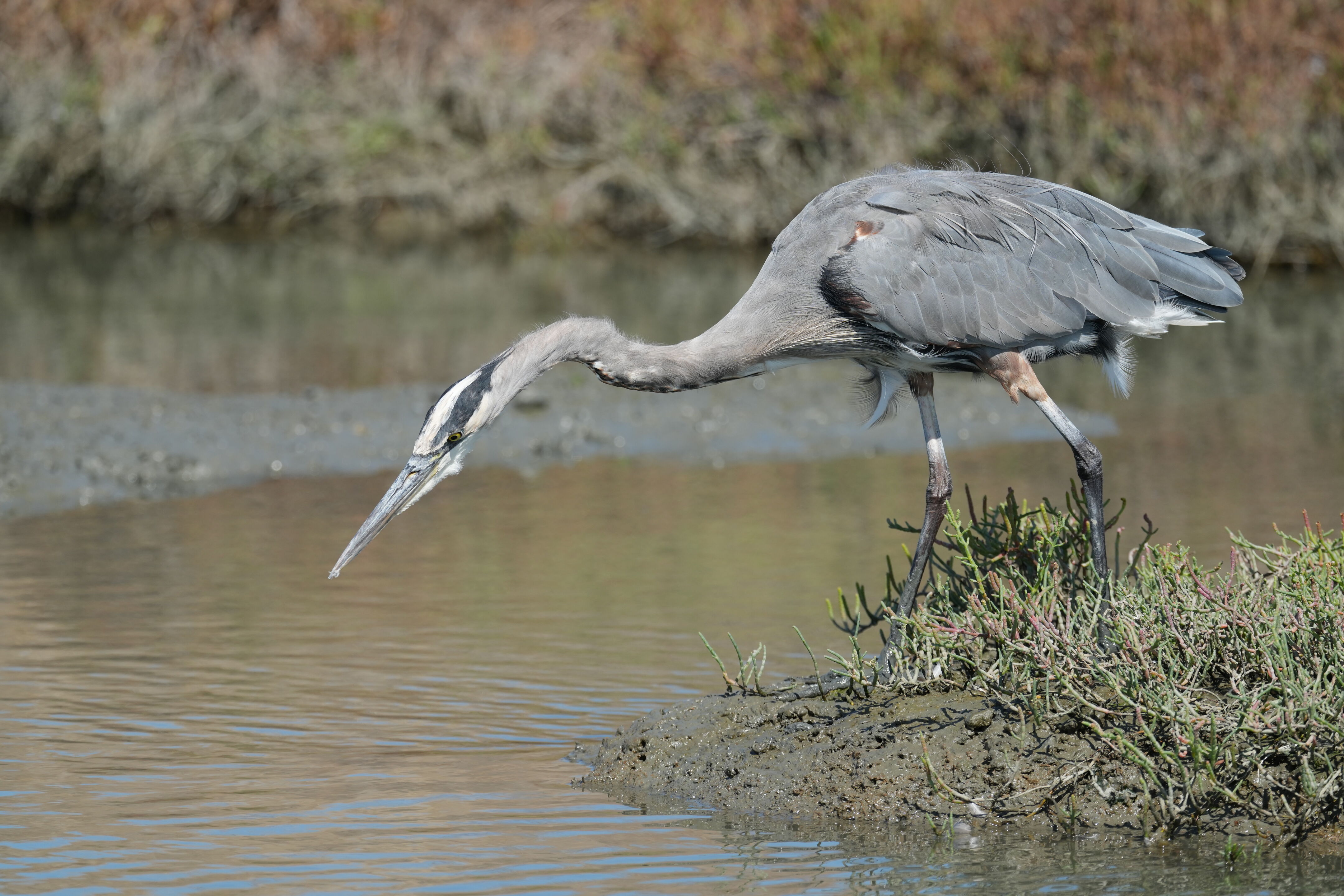 Redwood Shores Loop Trail