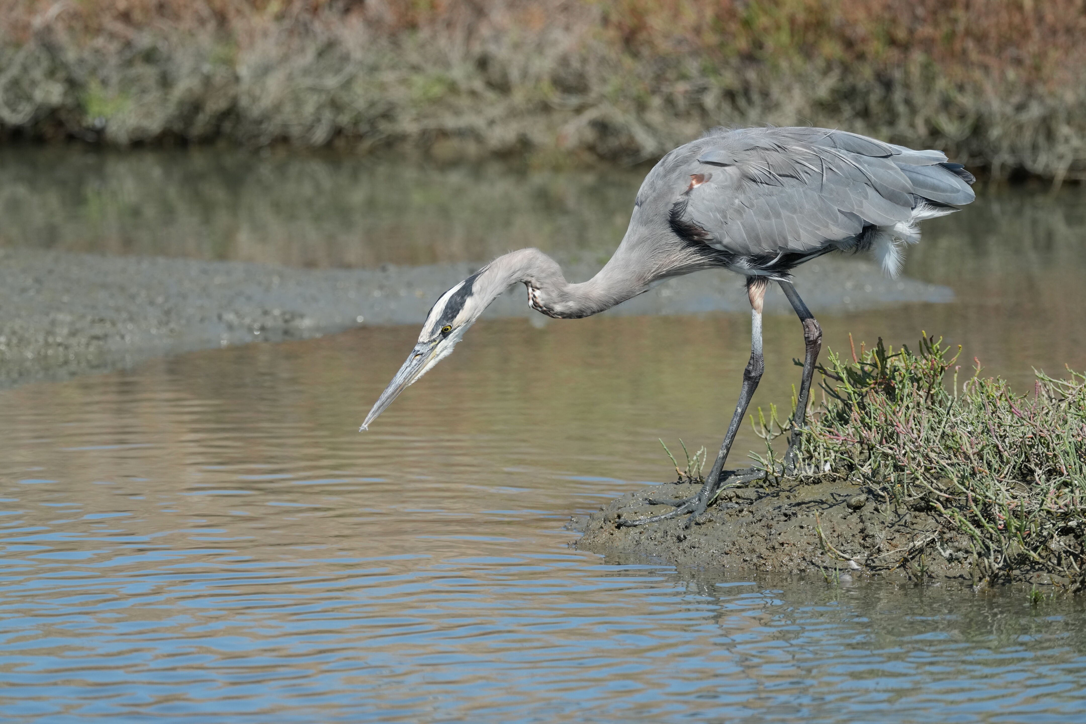 Redwood Shores Loop Trail
