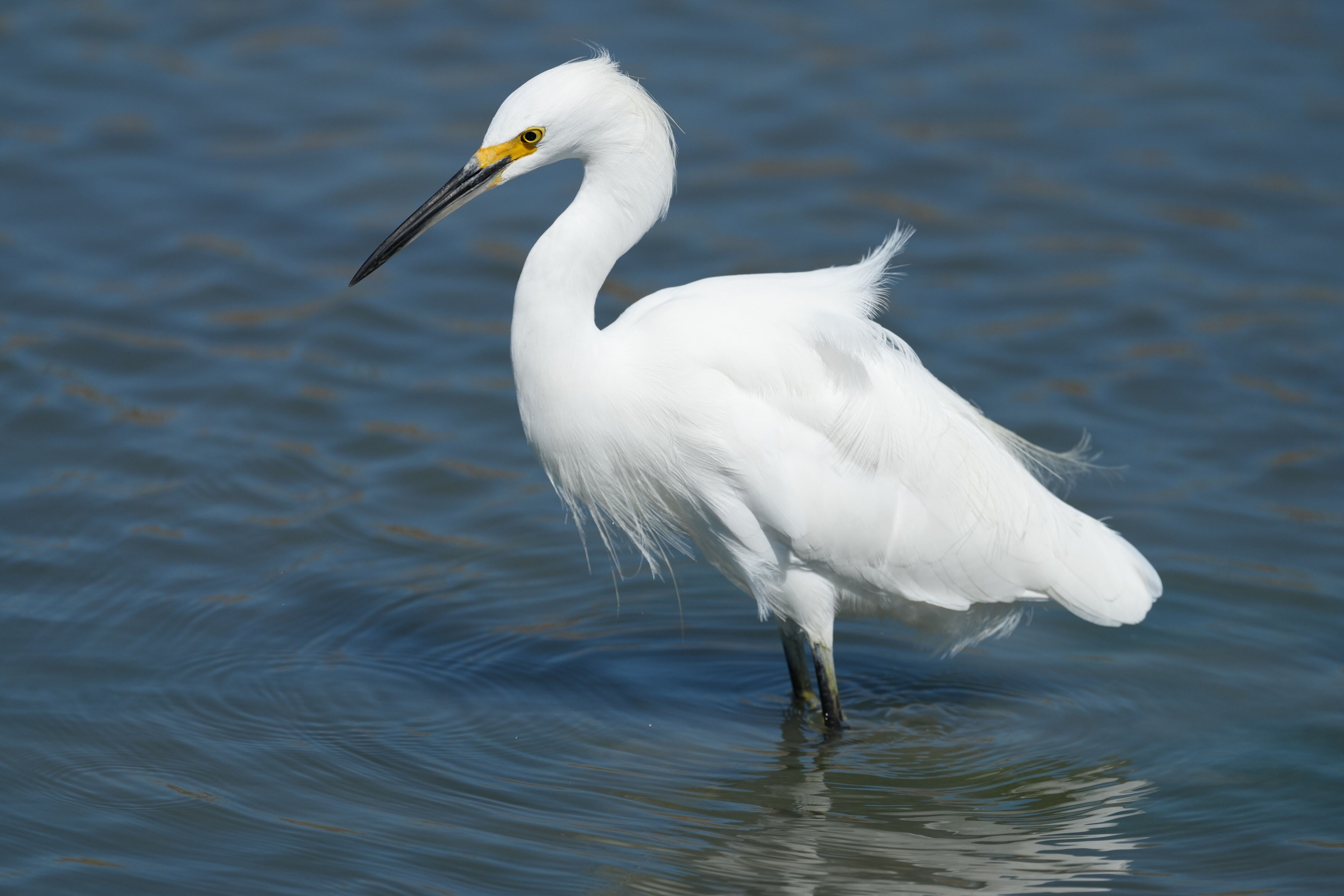 Redwood Shores Loop Trail