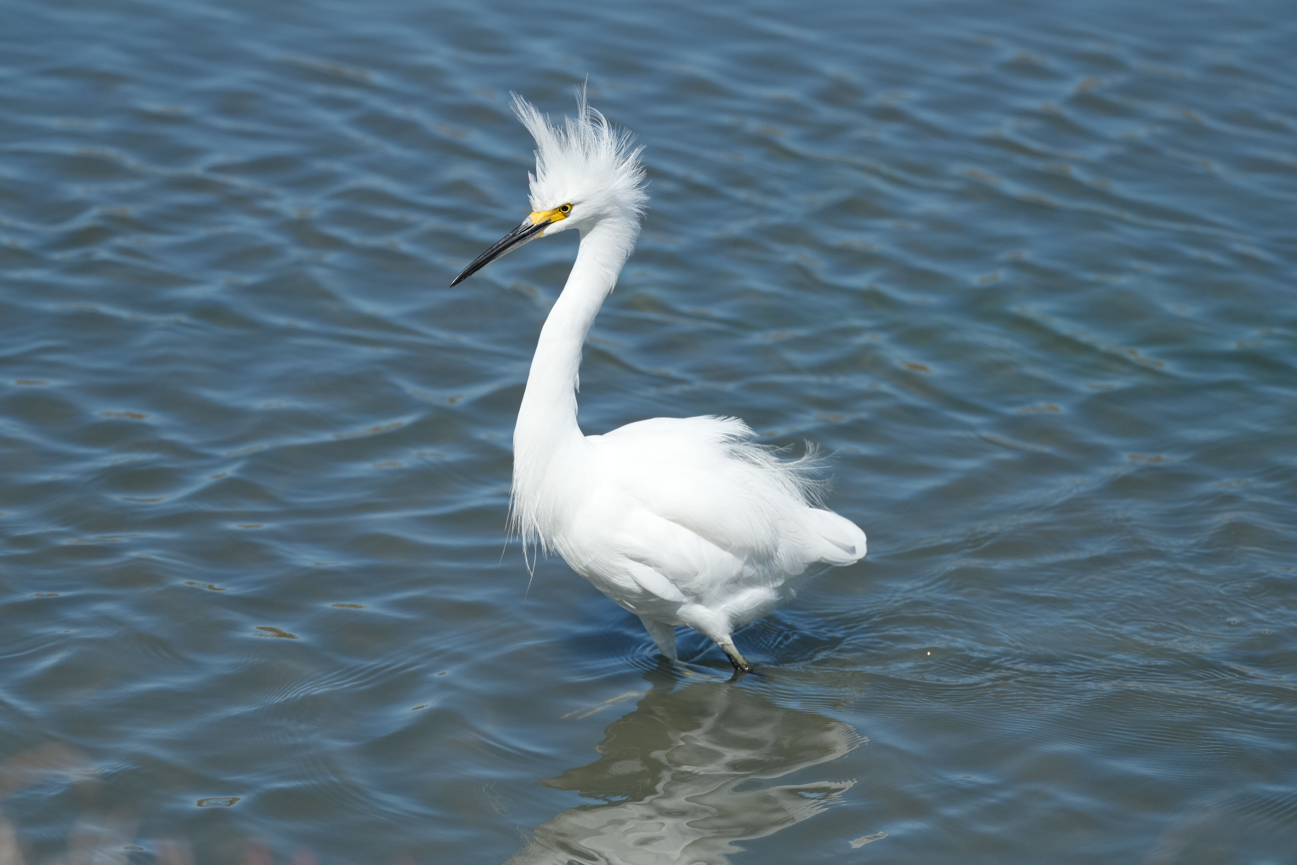 Redwood Shores Loop Trail