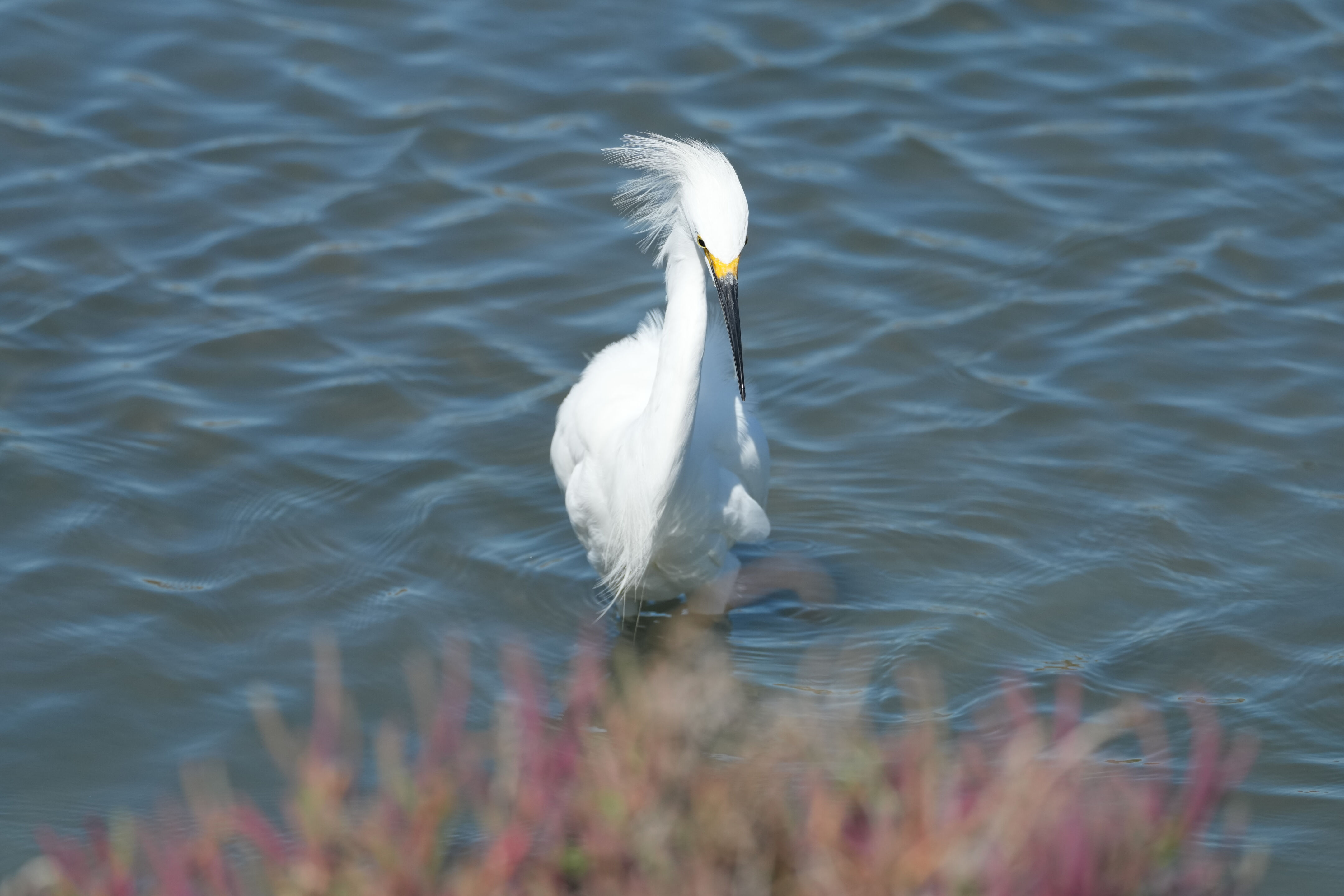Redwood Shores Loop Trail