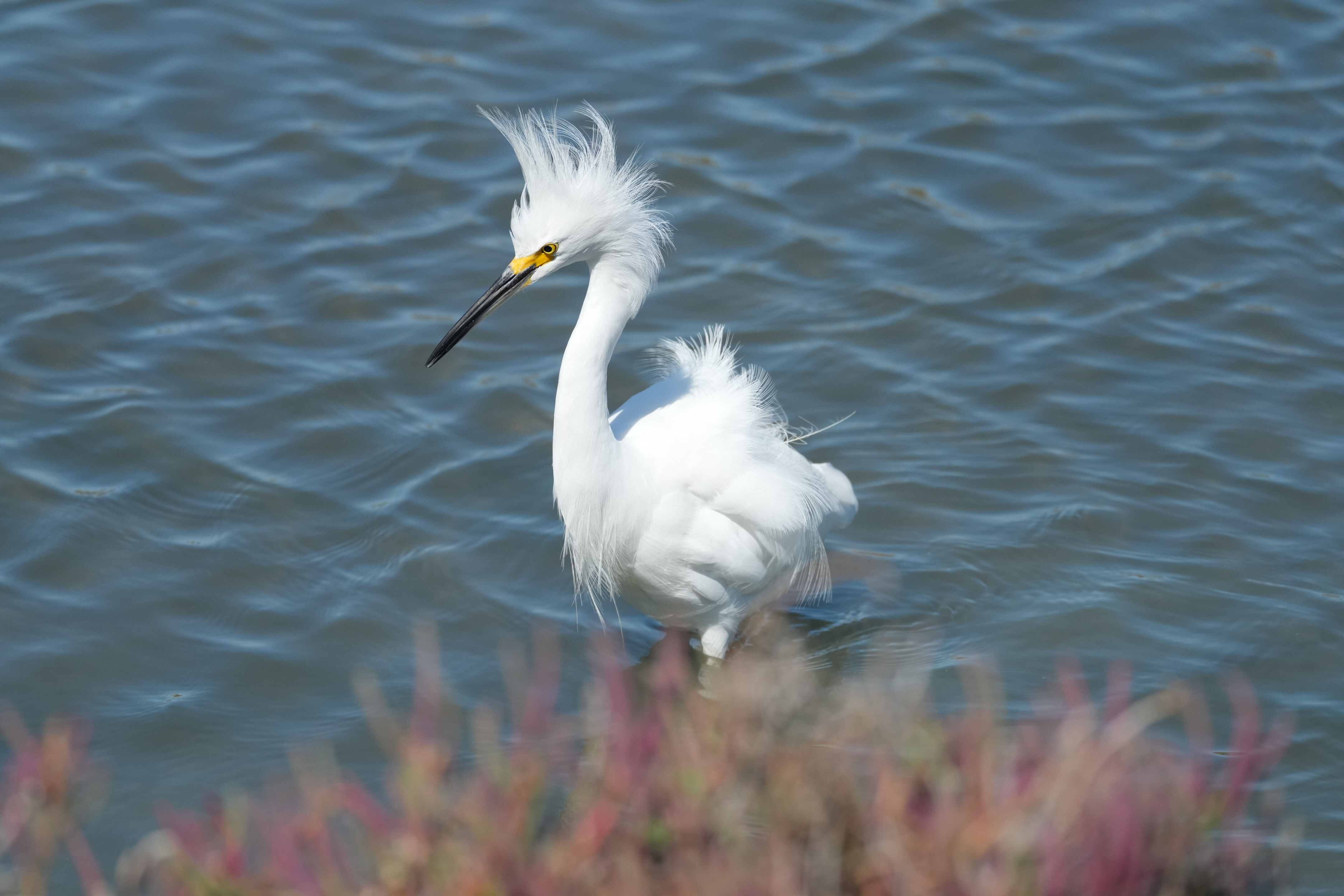 Redwood Shores Loop Trail