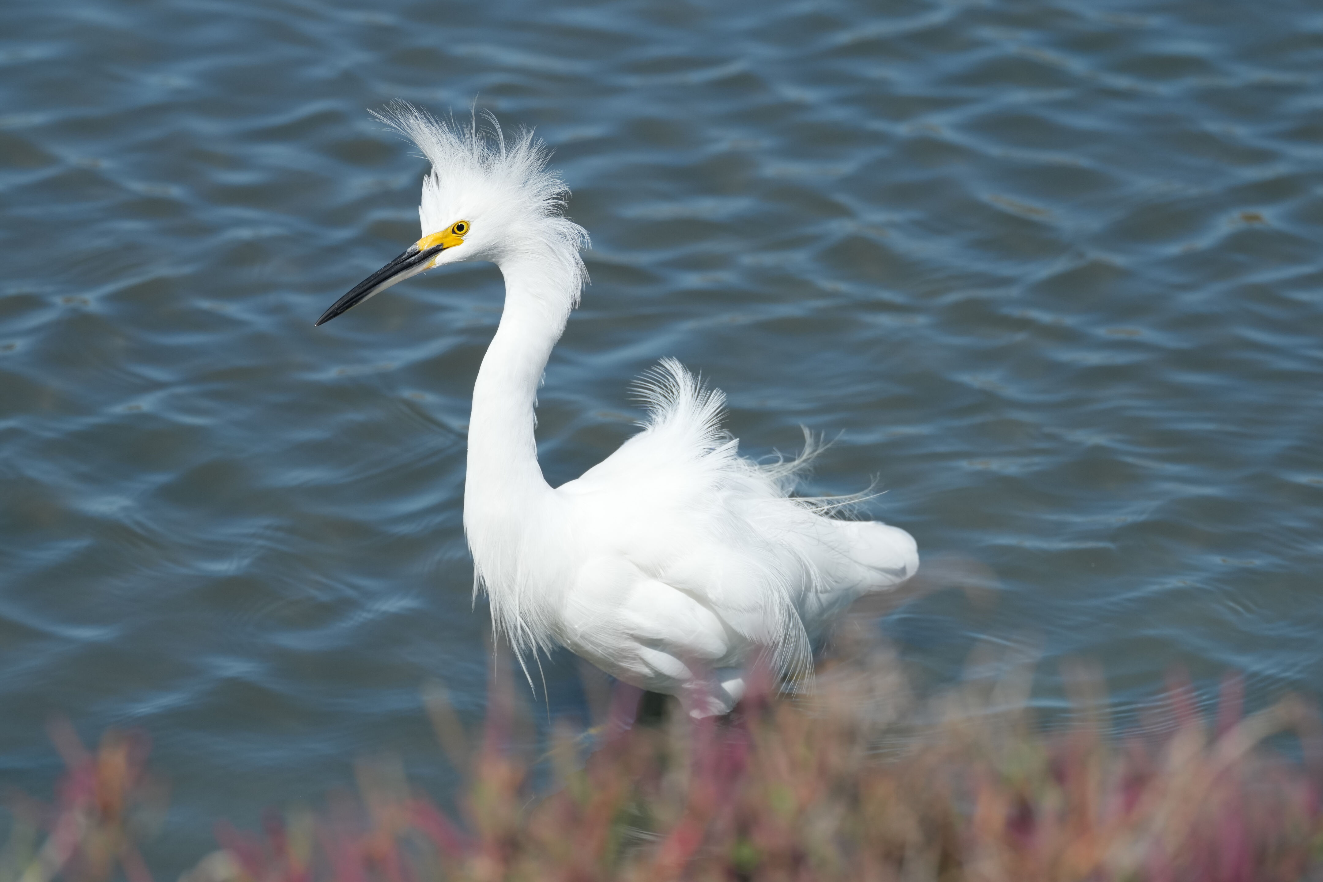 Redwood Shores Loop Trail