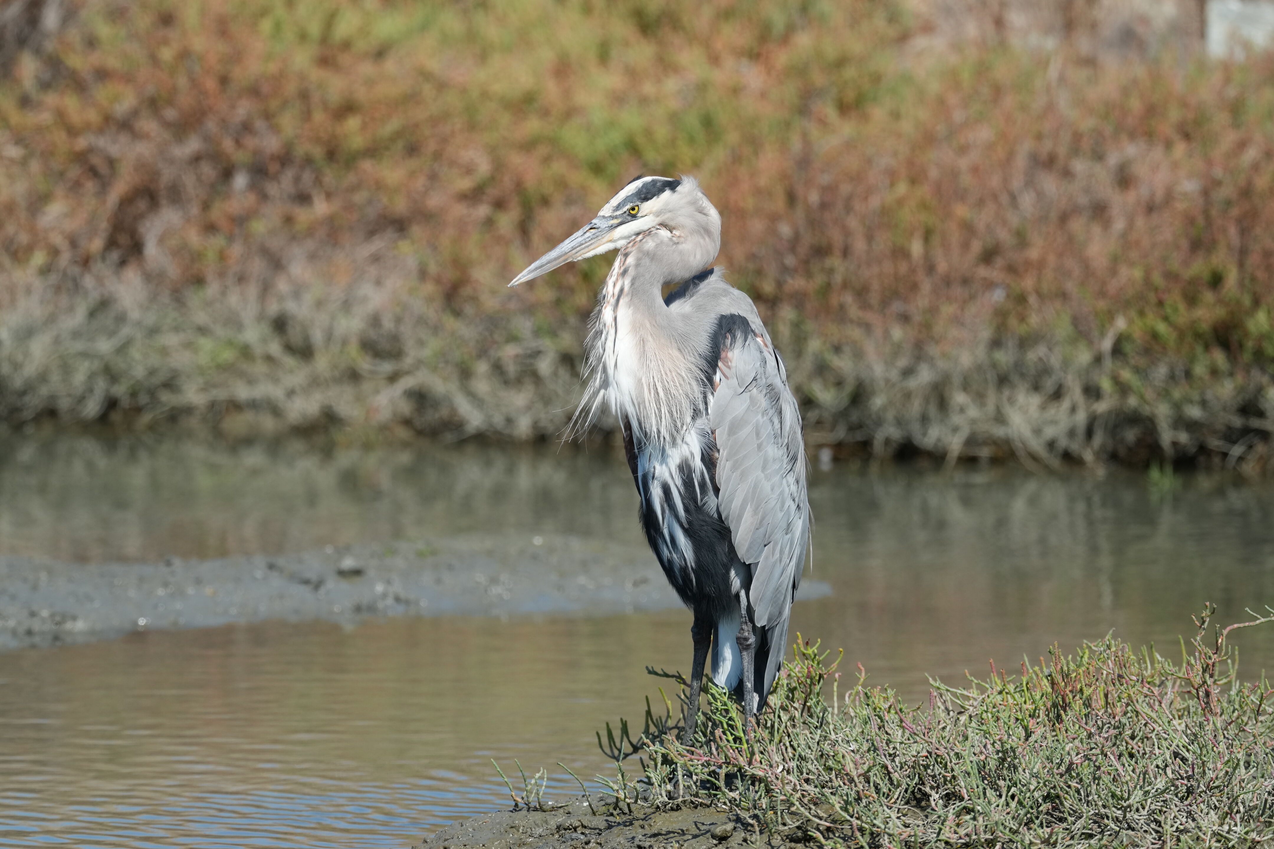 Redwood Shores Loop Trail