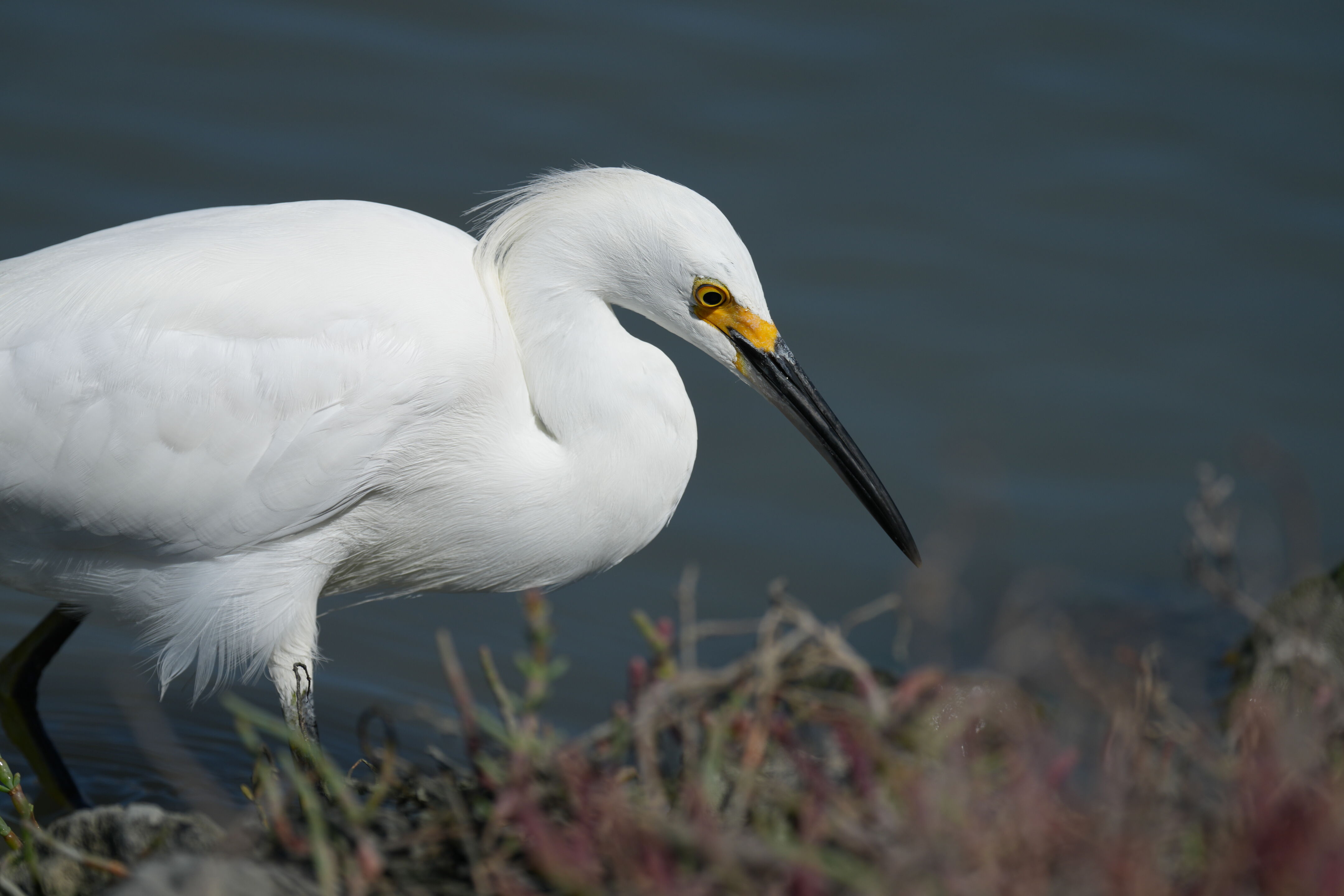 Redwood Shores Loop Trail