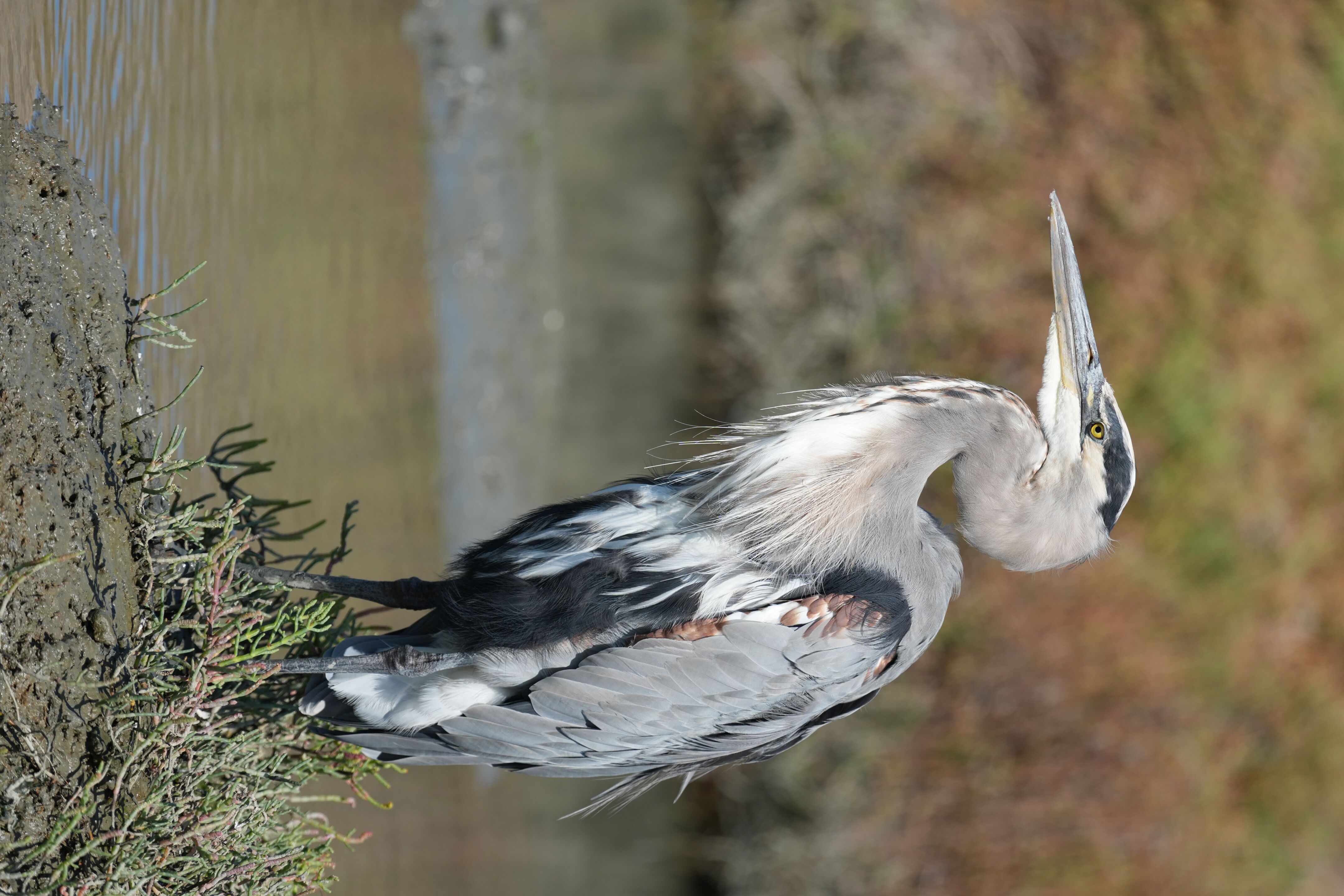 Redwood Shores Loop Trail