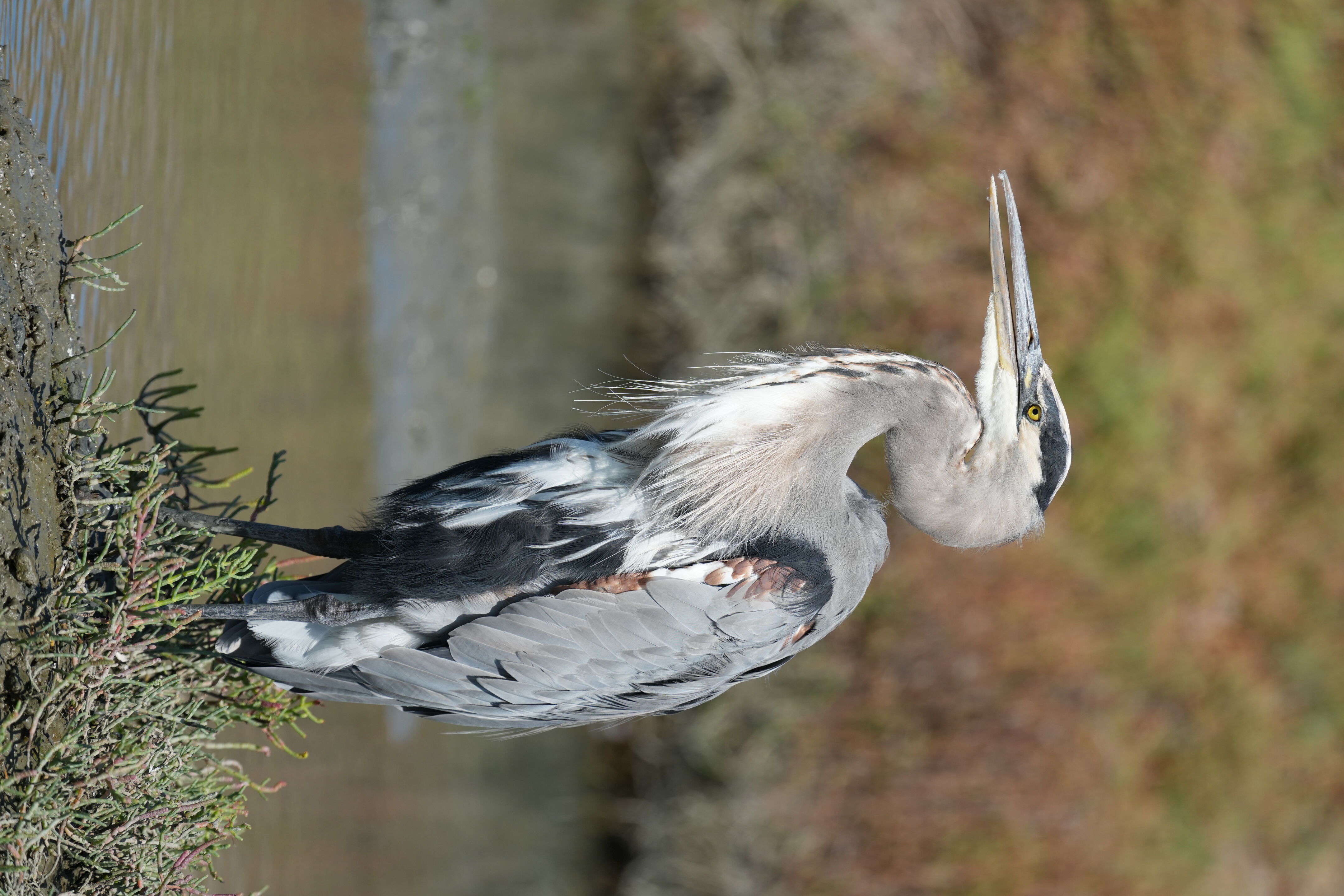 Redwood Shores Loop Trail