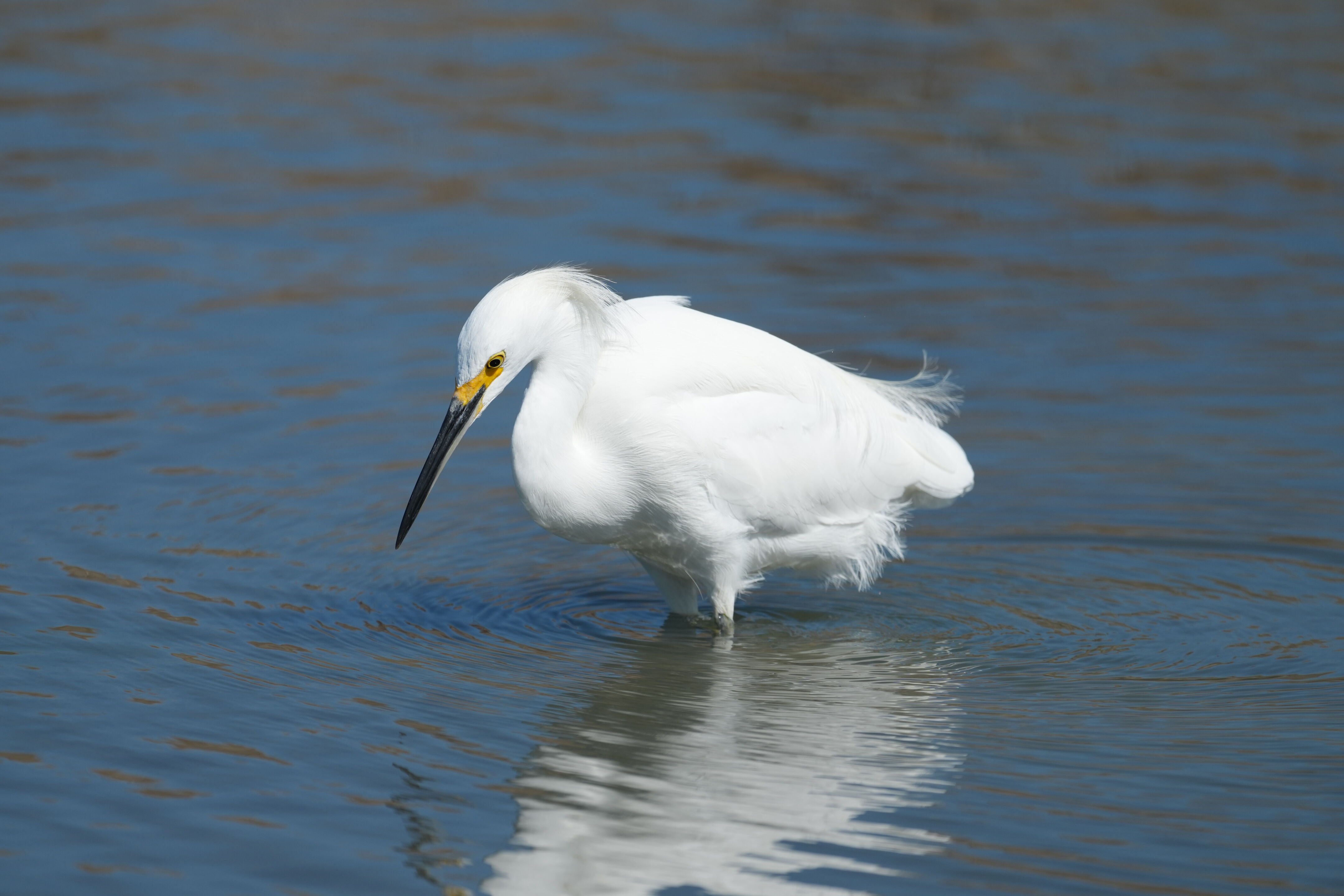 Redwood Shores Loop Trail