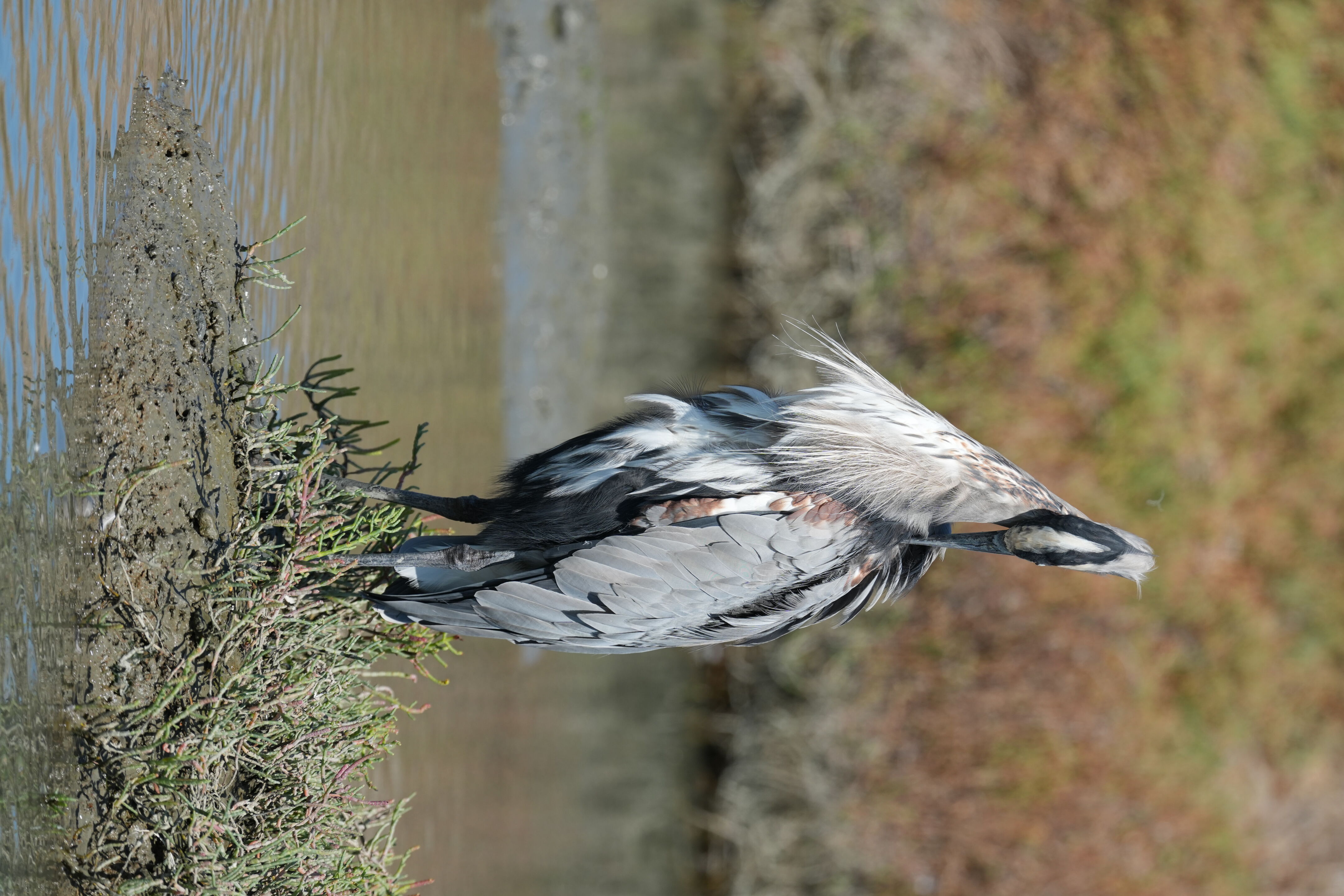 Redwood Shores Loop Trail
