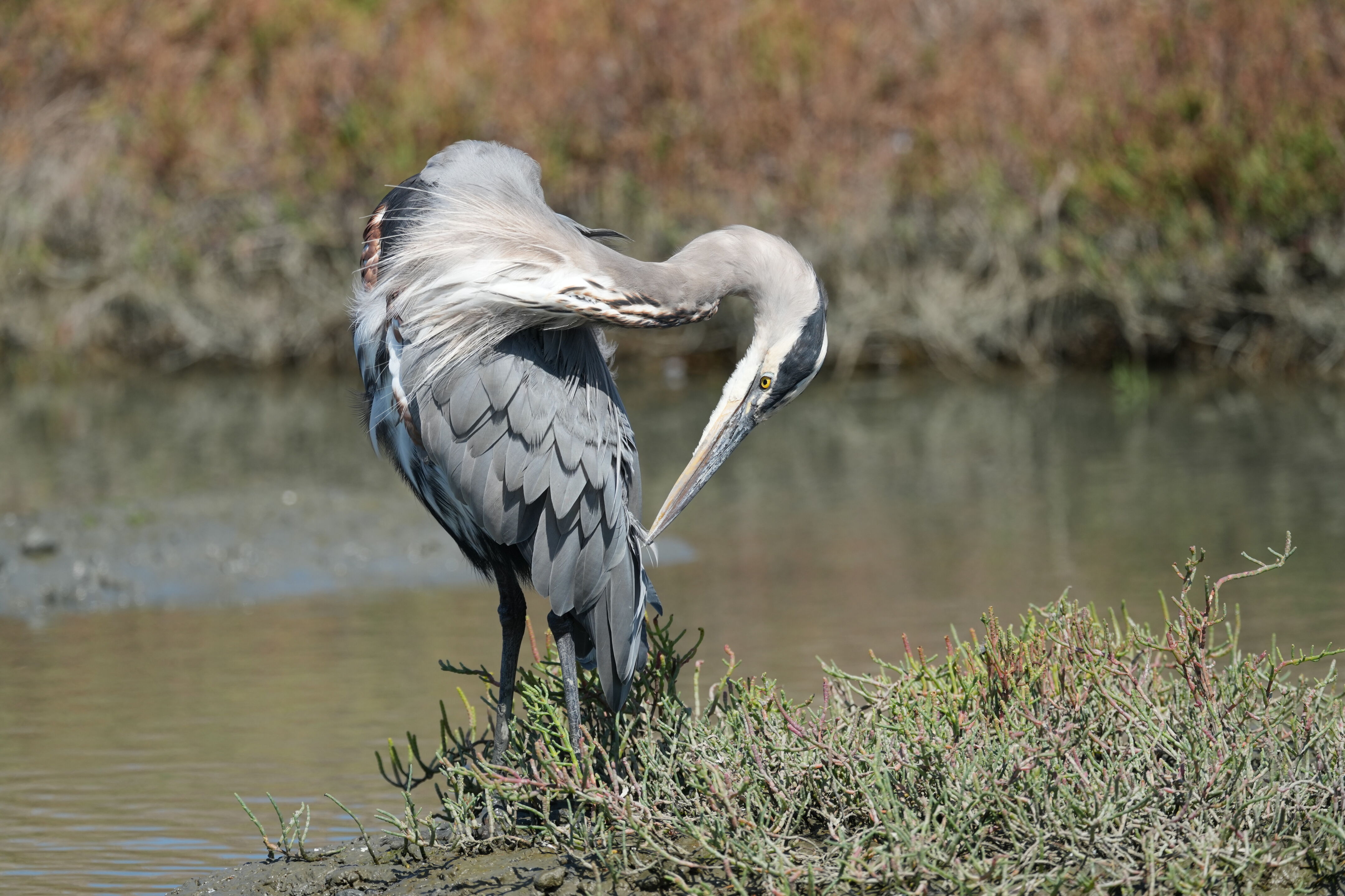 Redwood Shores Loop Trail
