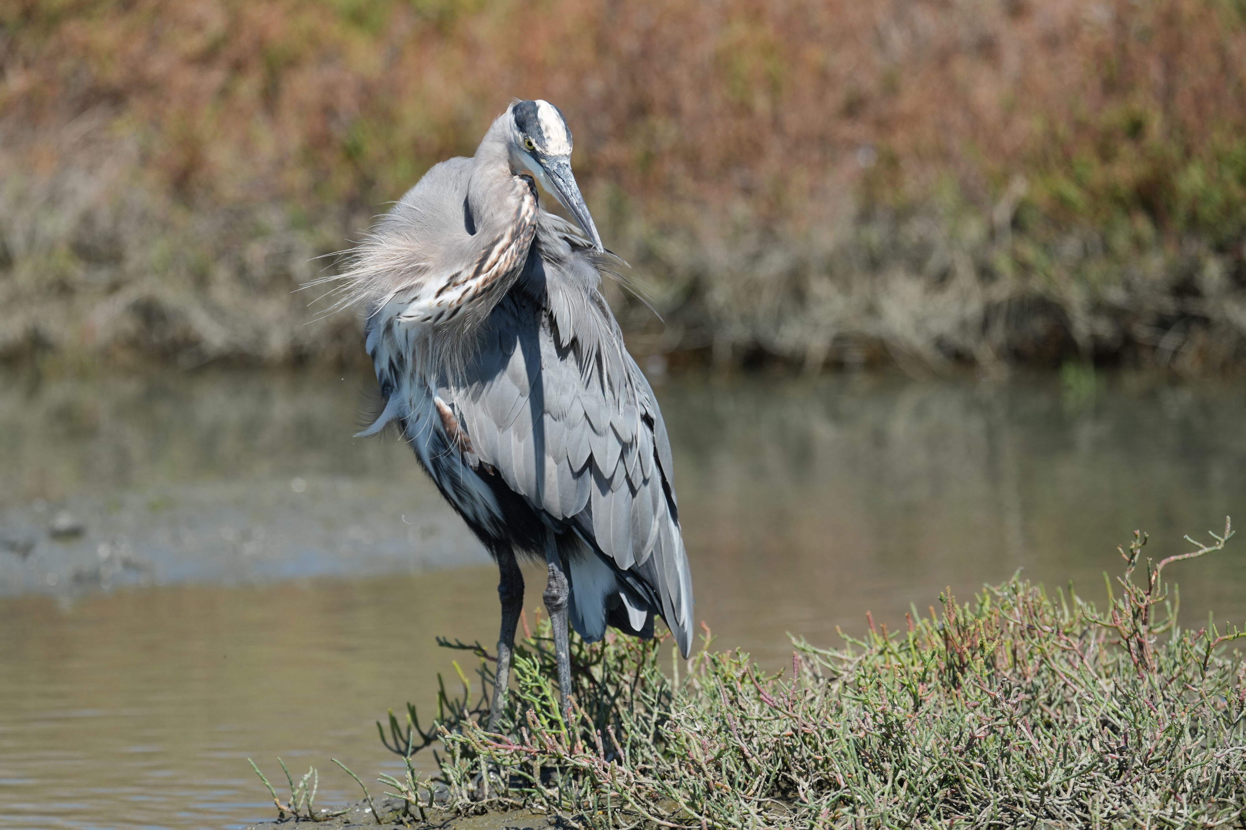 Redwood Shores Loop Trail