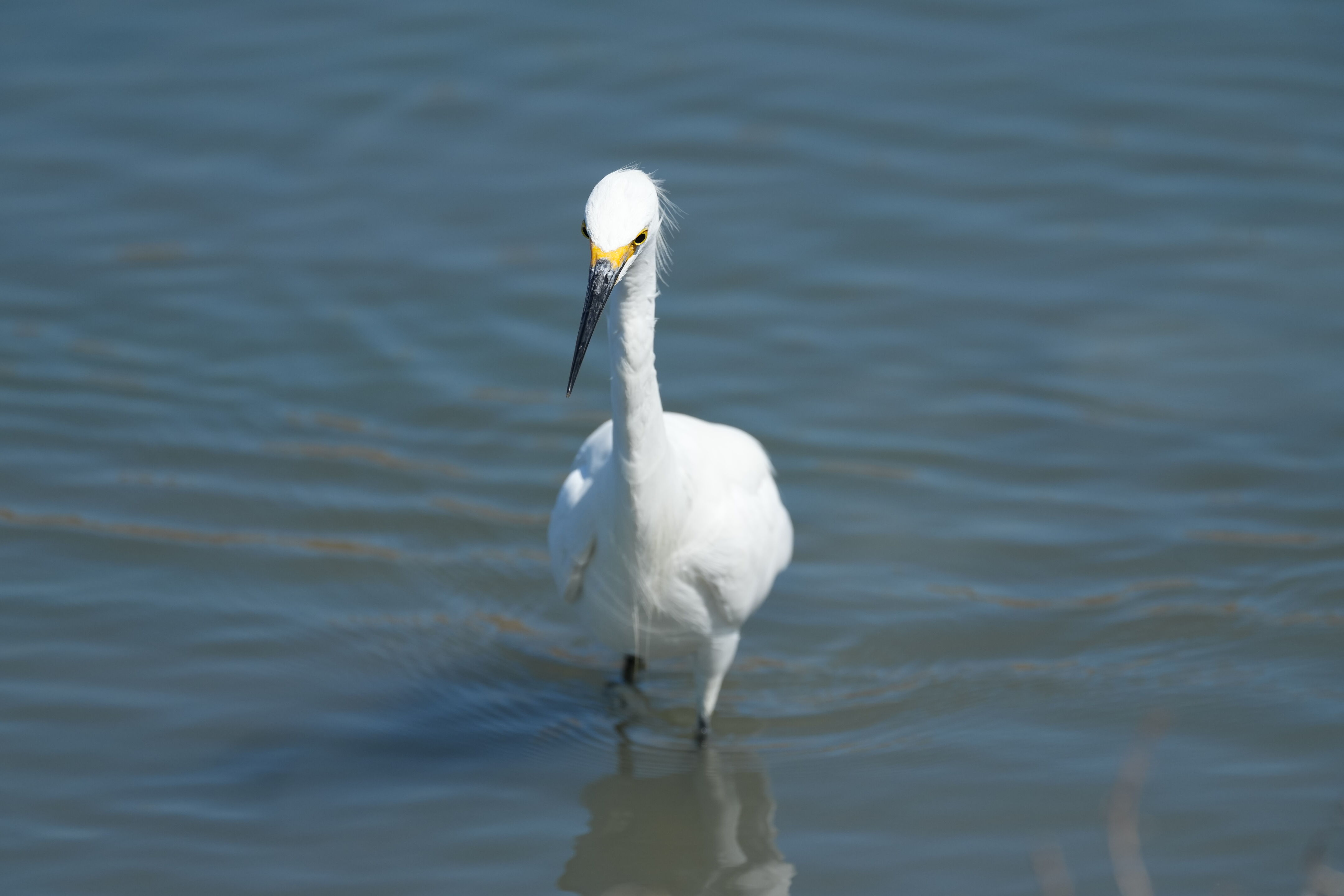 Redwood Shores Loop Trail