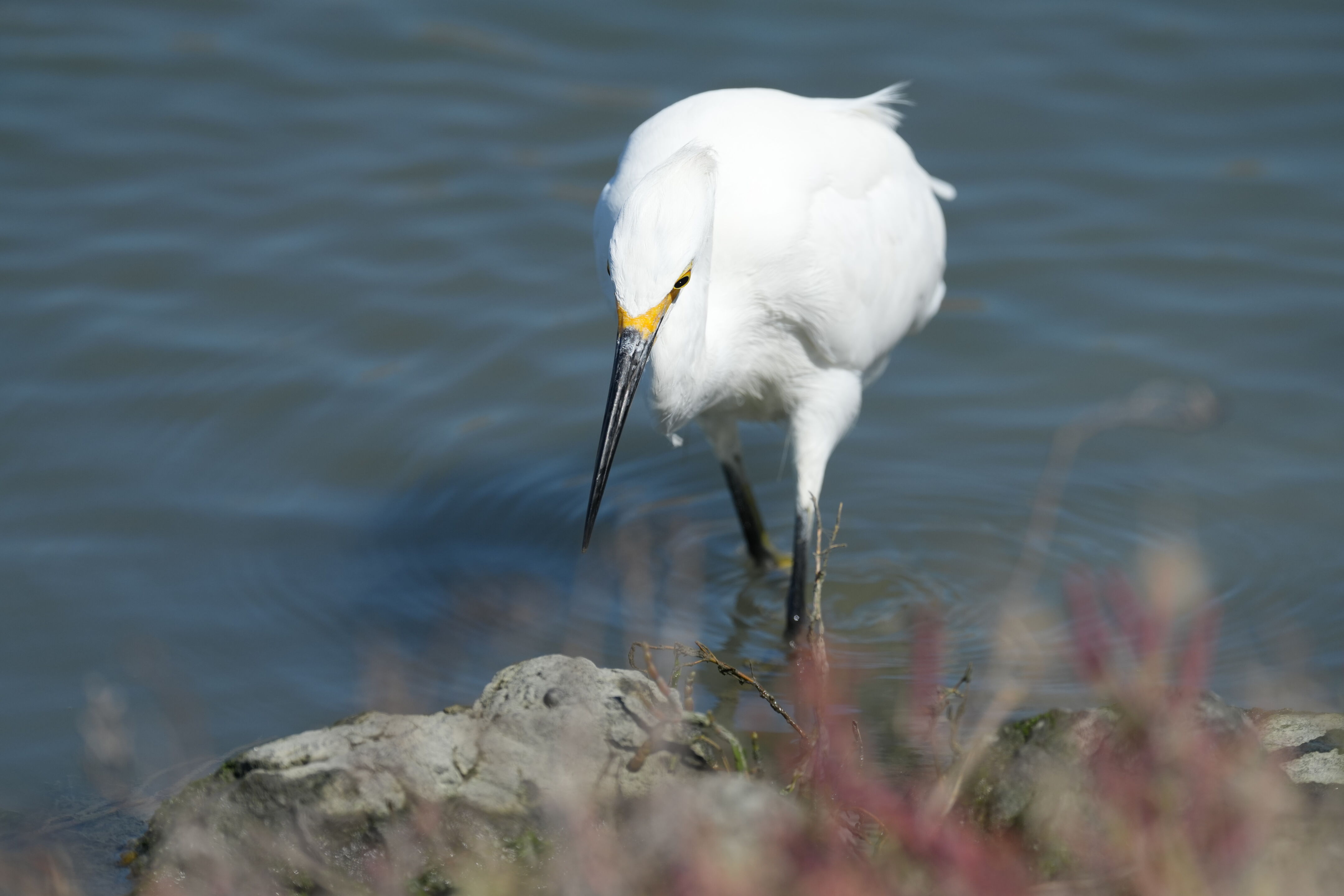 Redwood Shores Loop Trail