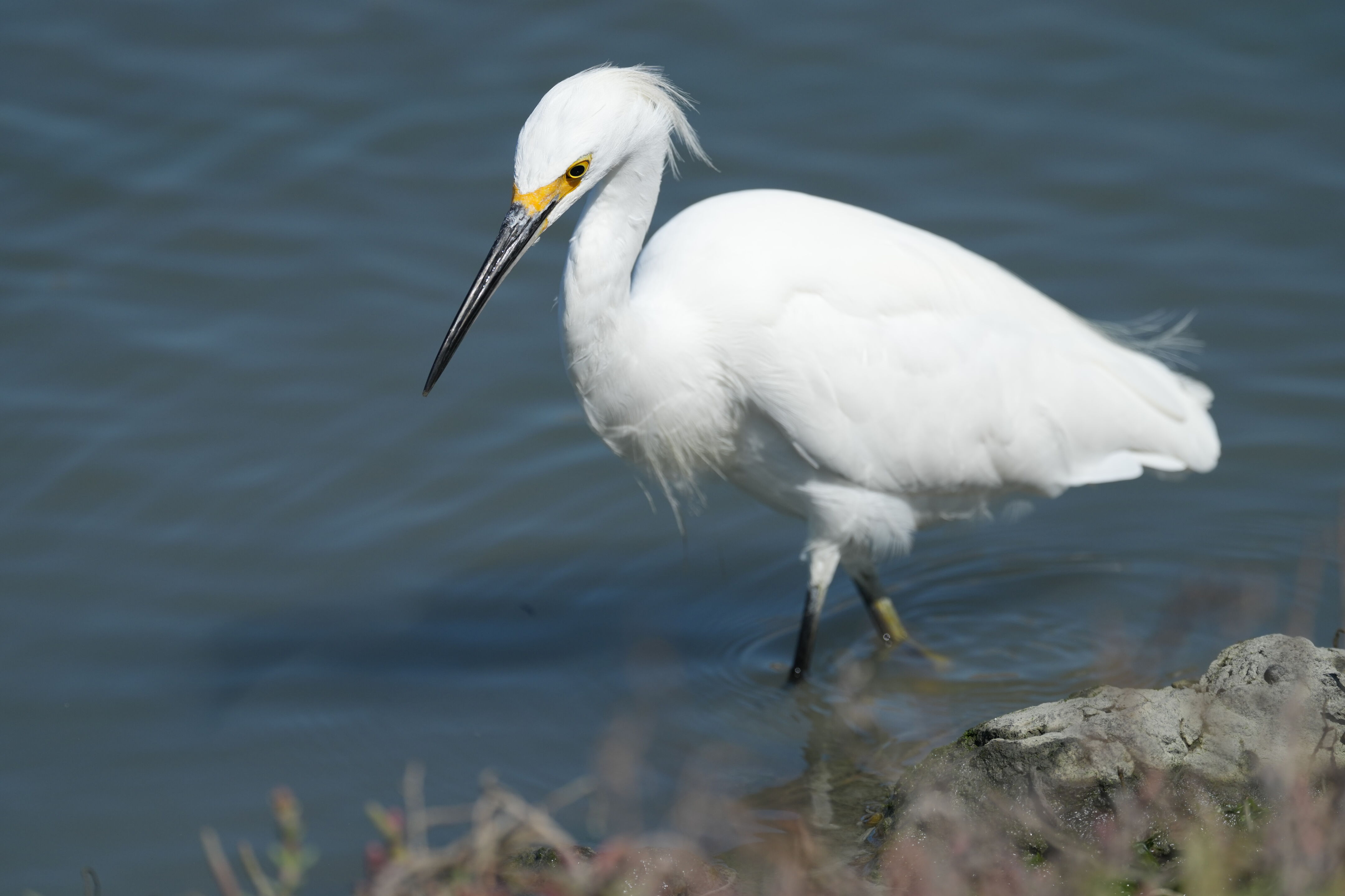 Redwood Shores Loop Trail