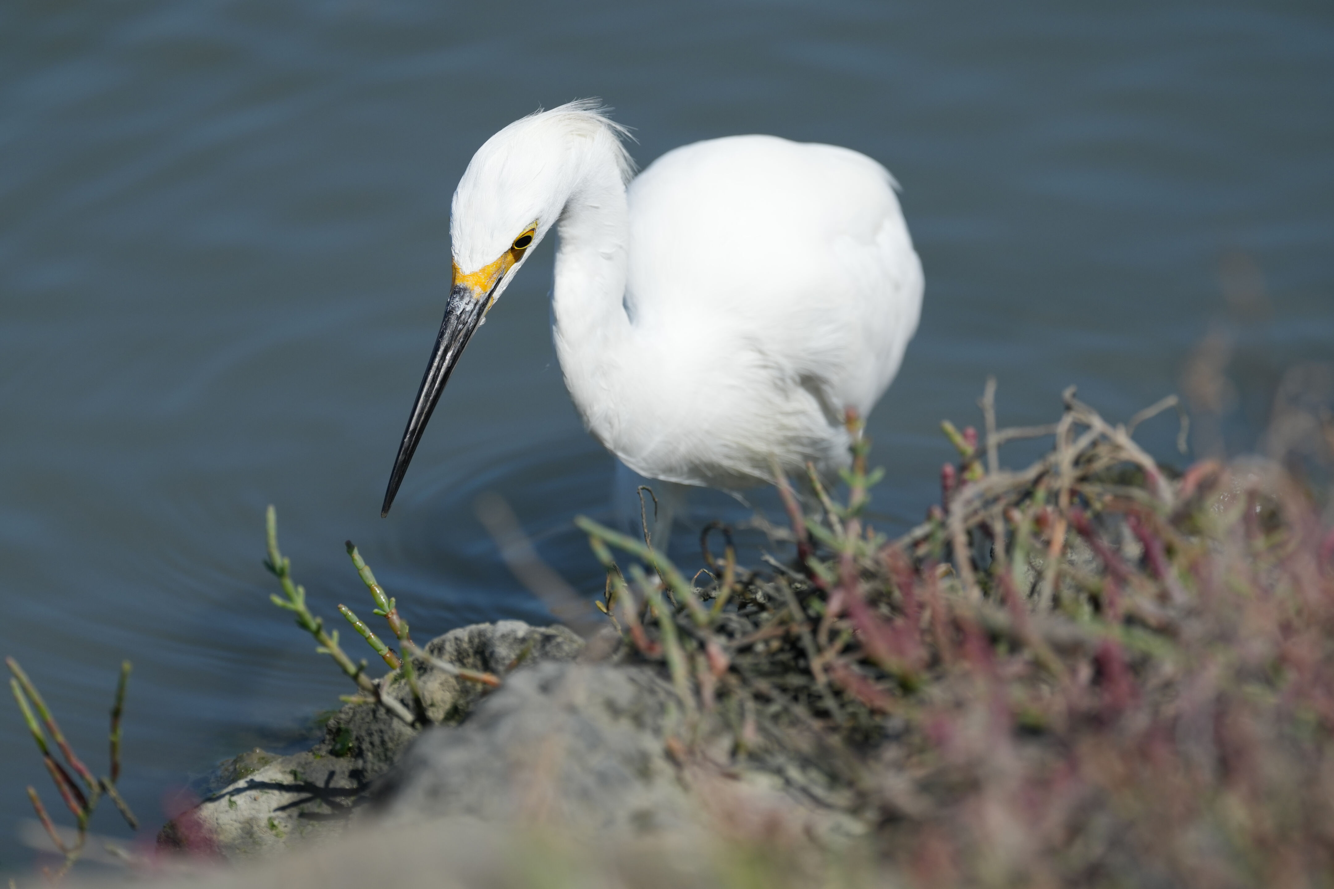 Redwood Shores Loop Trail