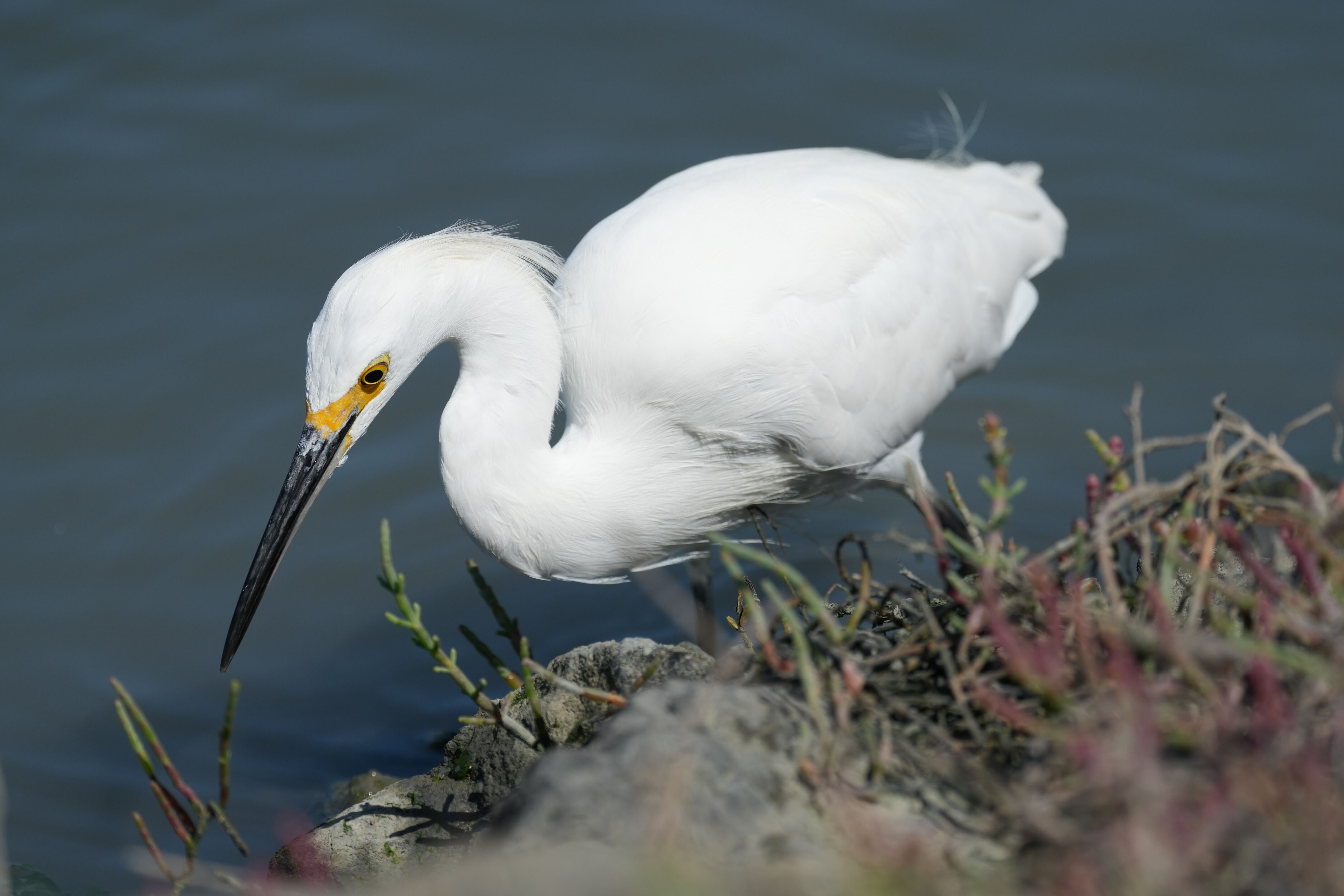 Redwood Shores Loop Trail