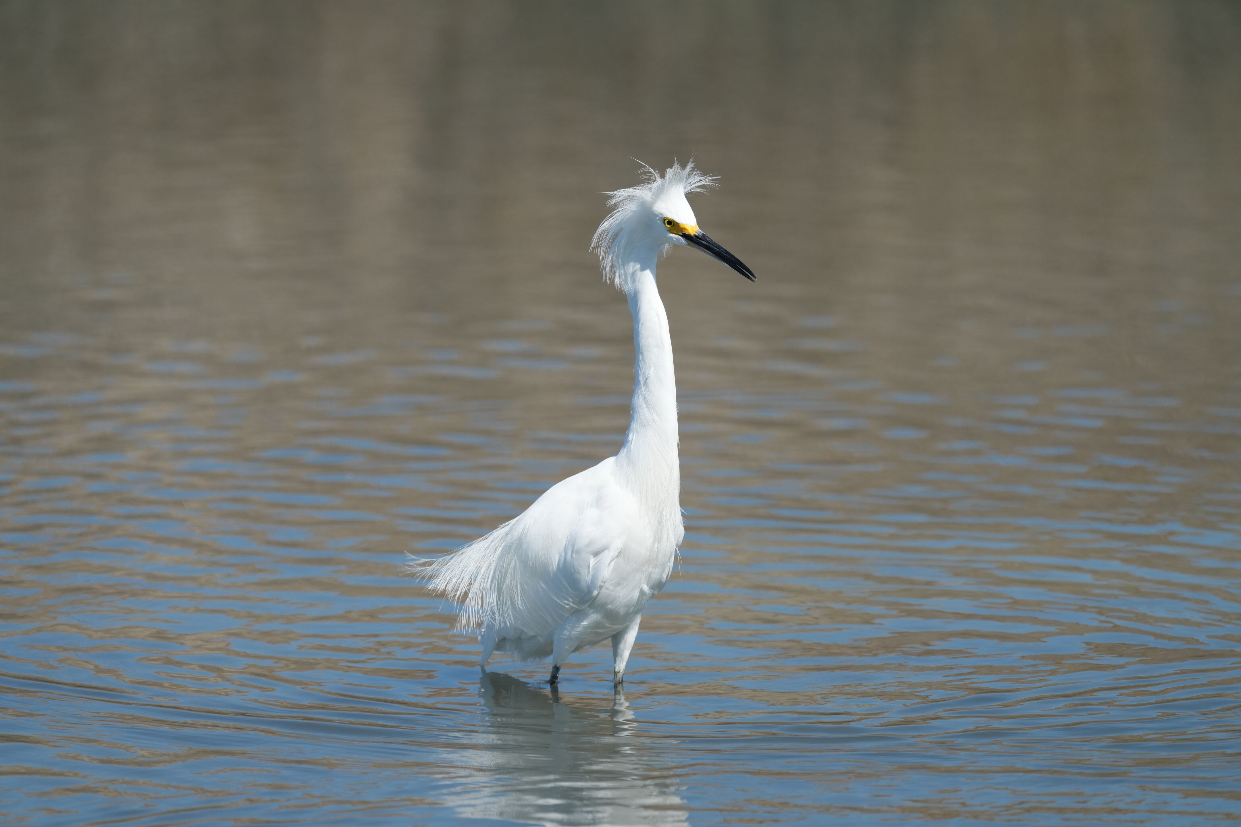 Redwood Shores Loop Trail