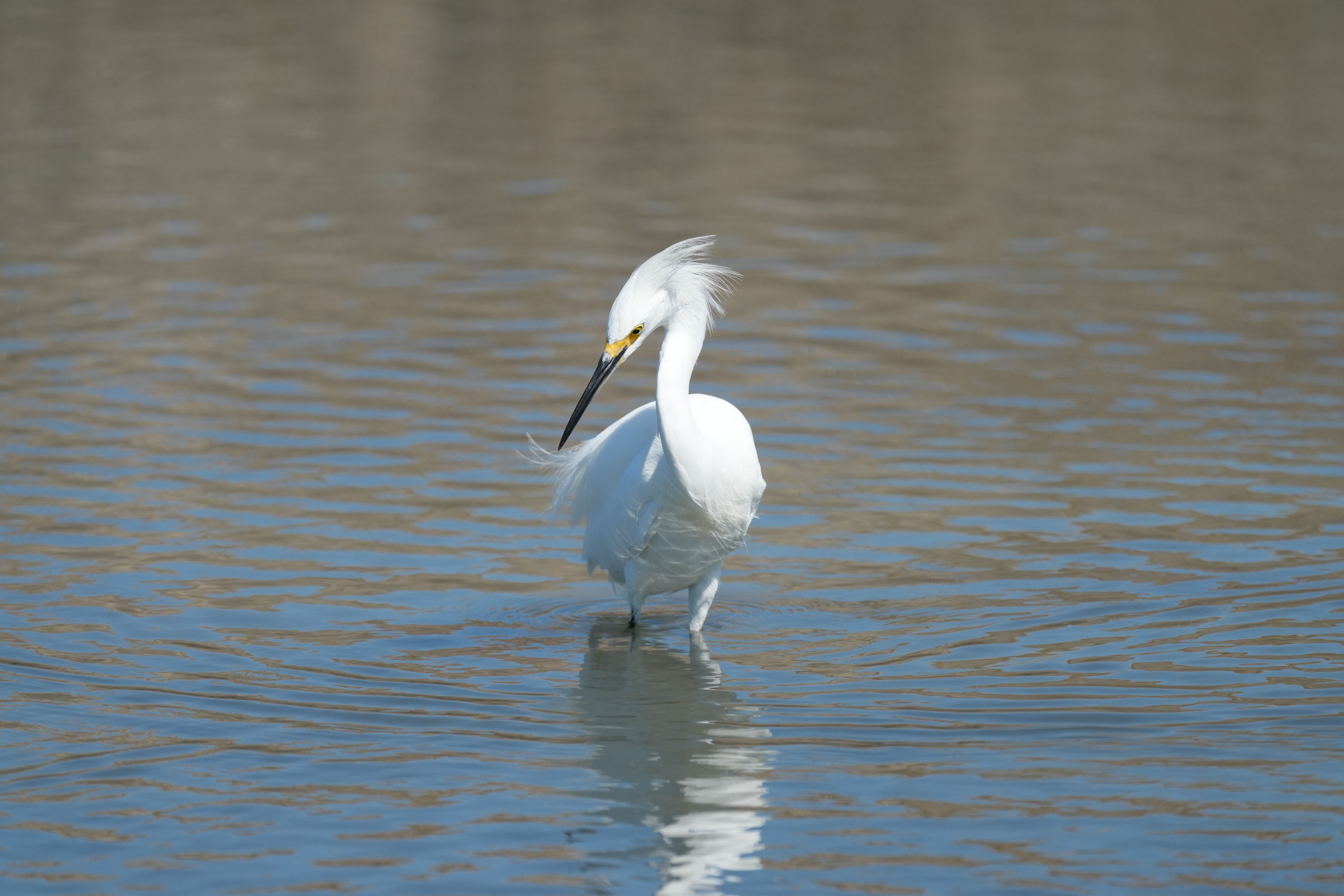 Redwood Shores Loop Trail