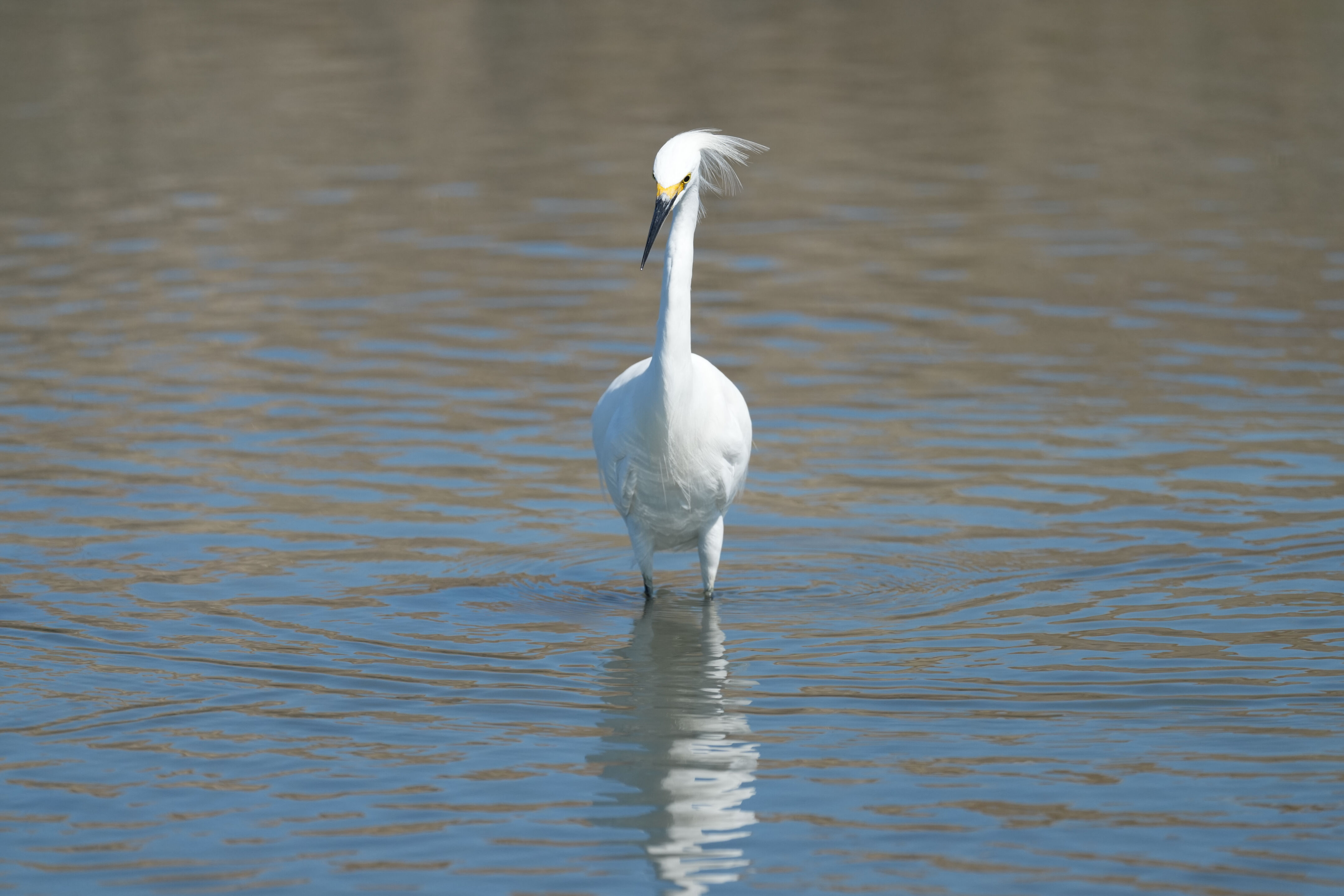 Redwood Shores Loop Trail