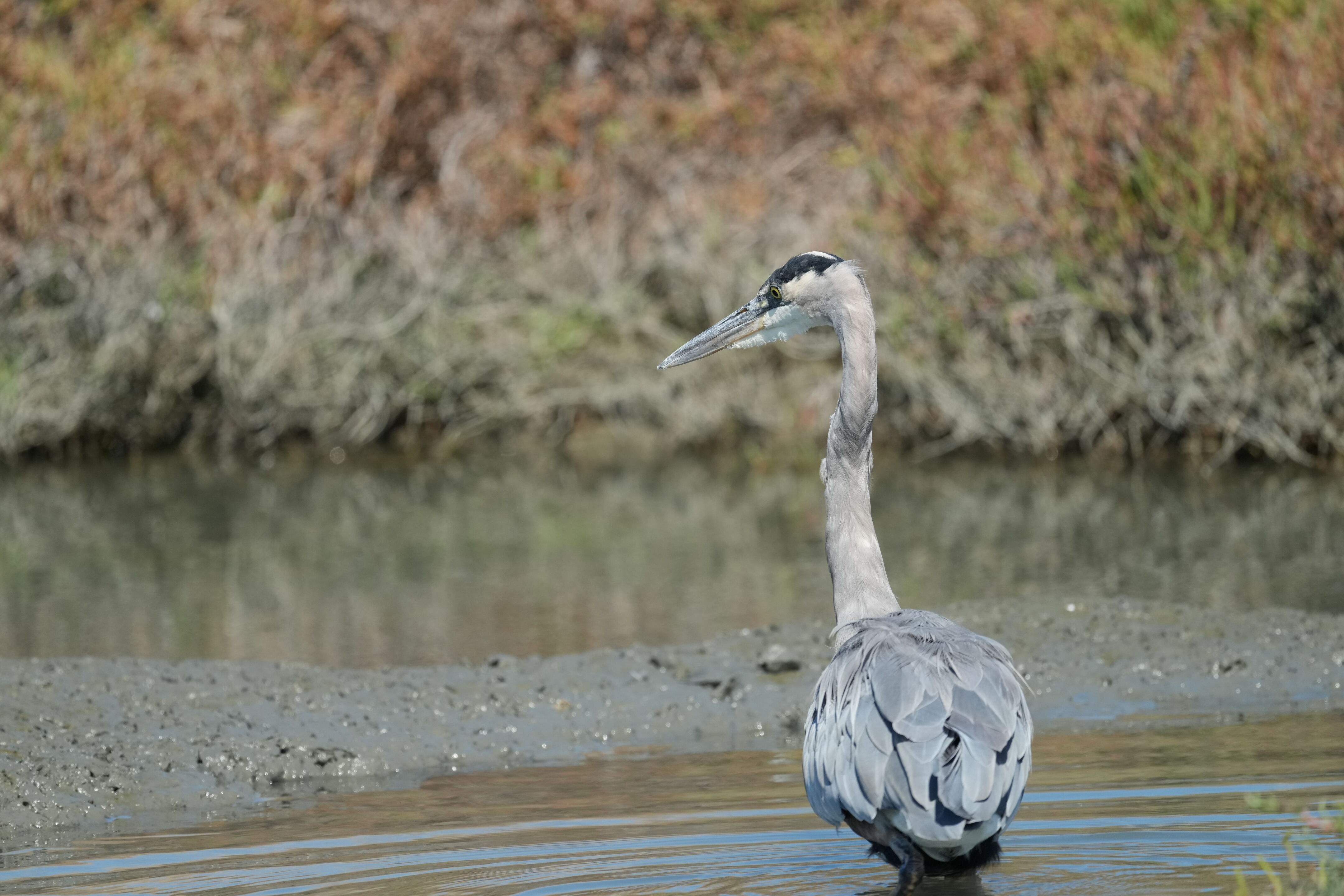 Redwood Shores Loop Trail