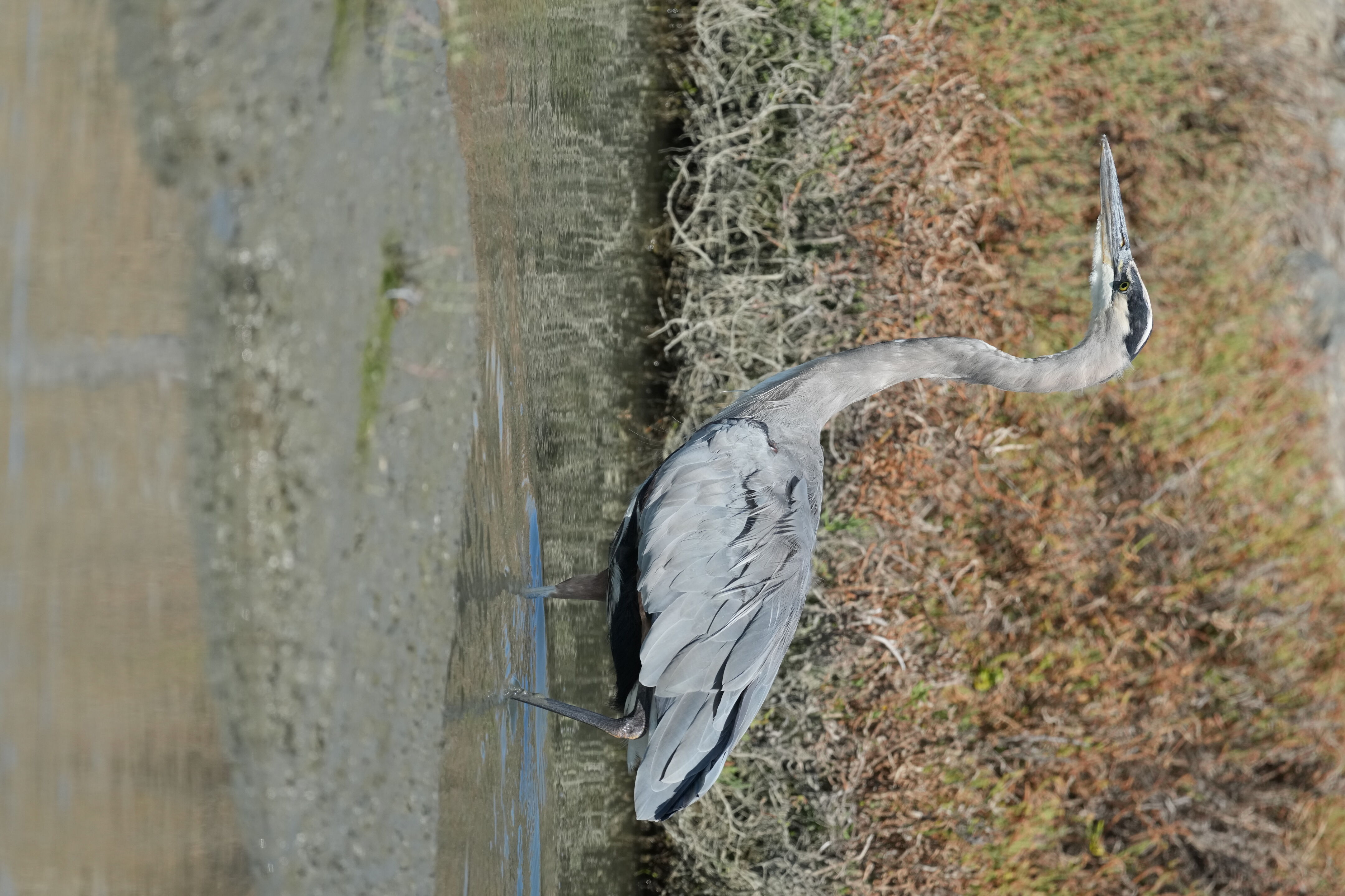 Redwood Shores Loop Trail