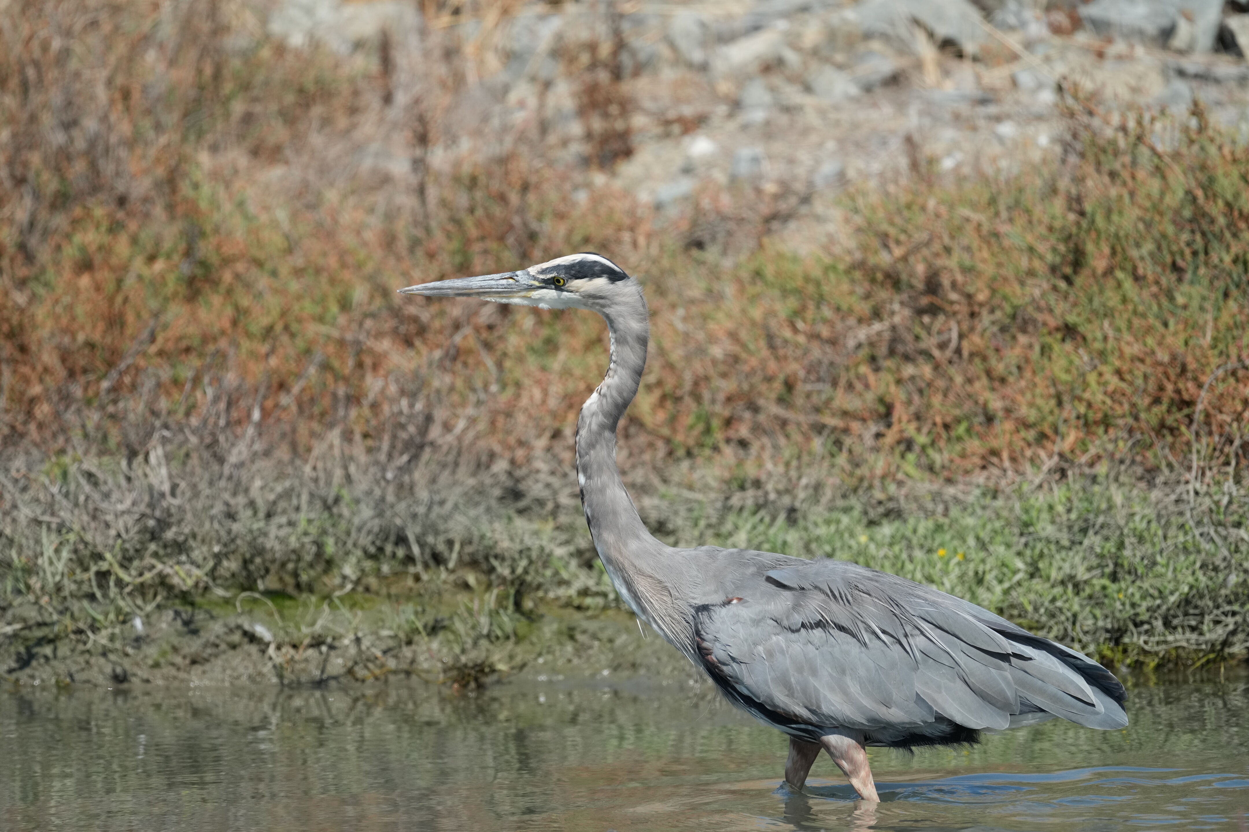 Redwood Shores Loop Trail