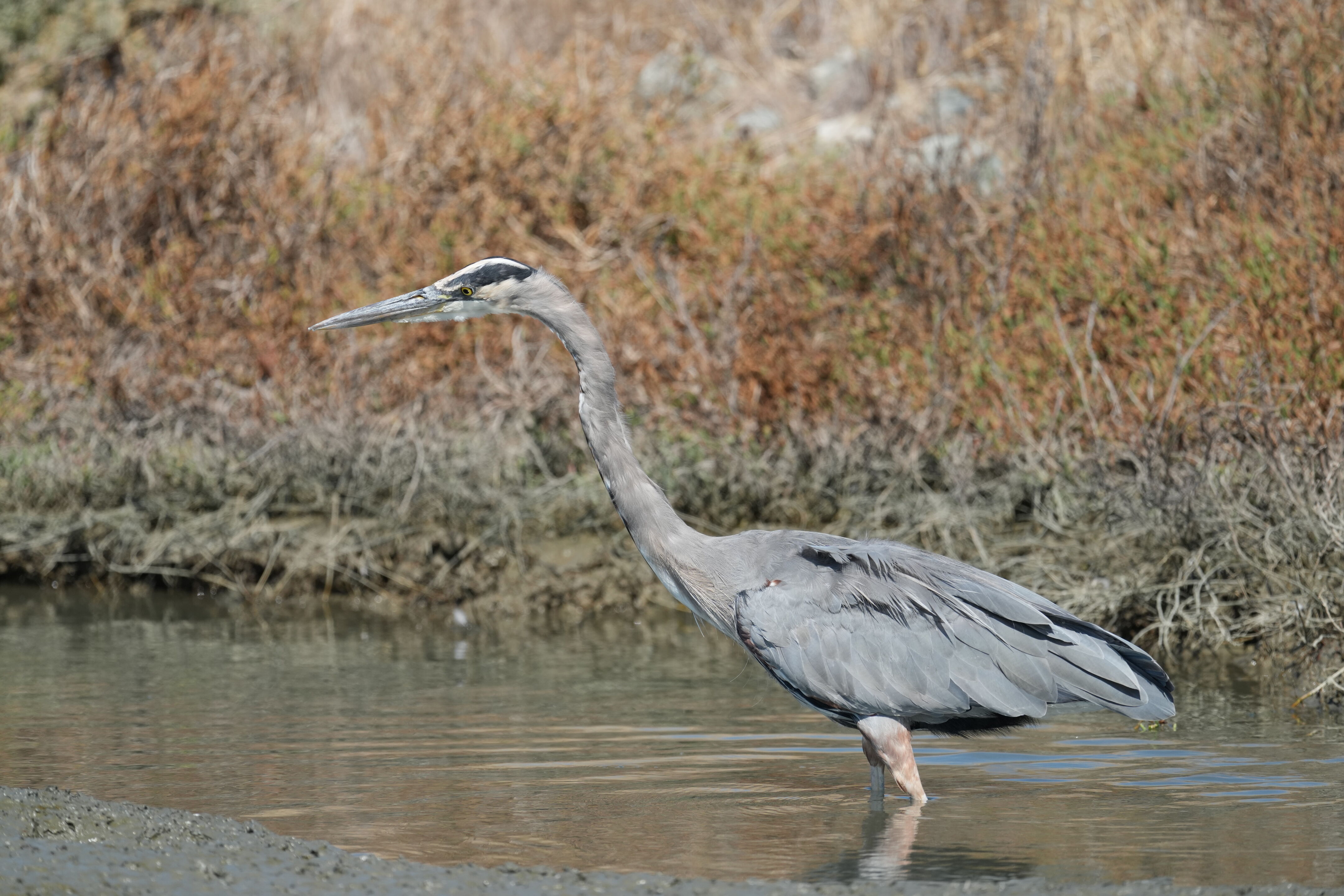 Redwood Shores Loop Trail
