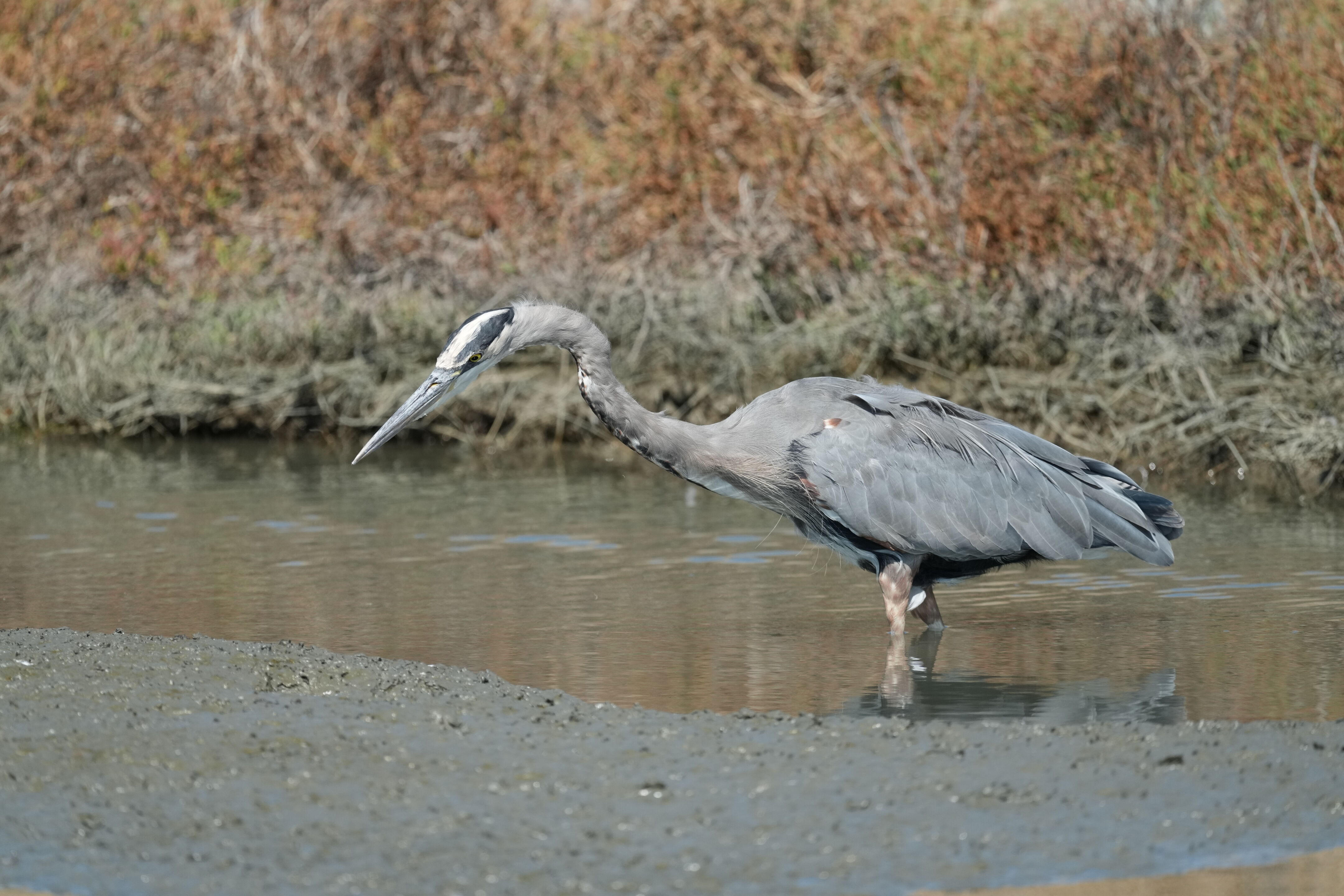 Redwood Shores Loop Trail