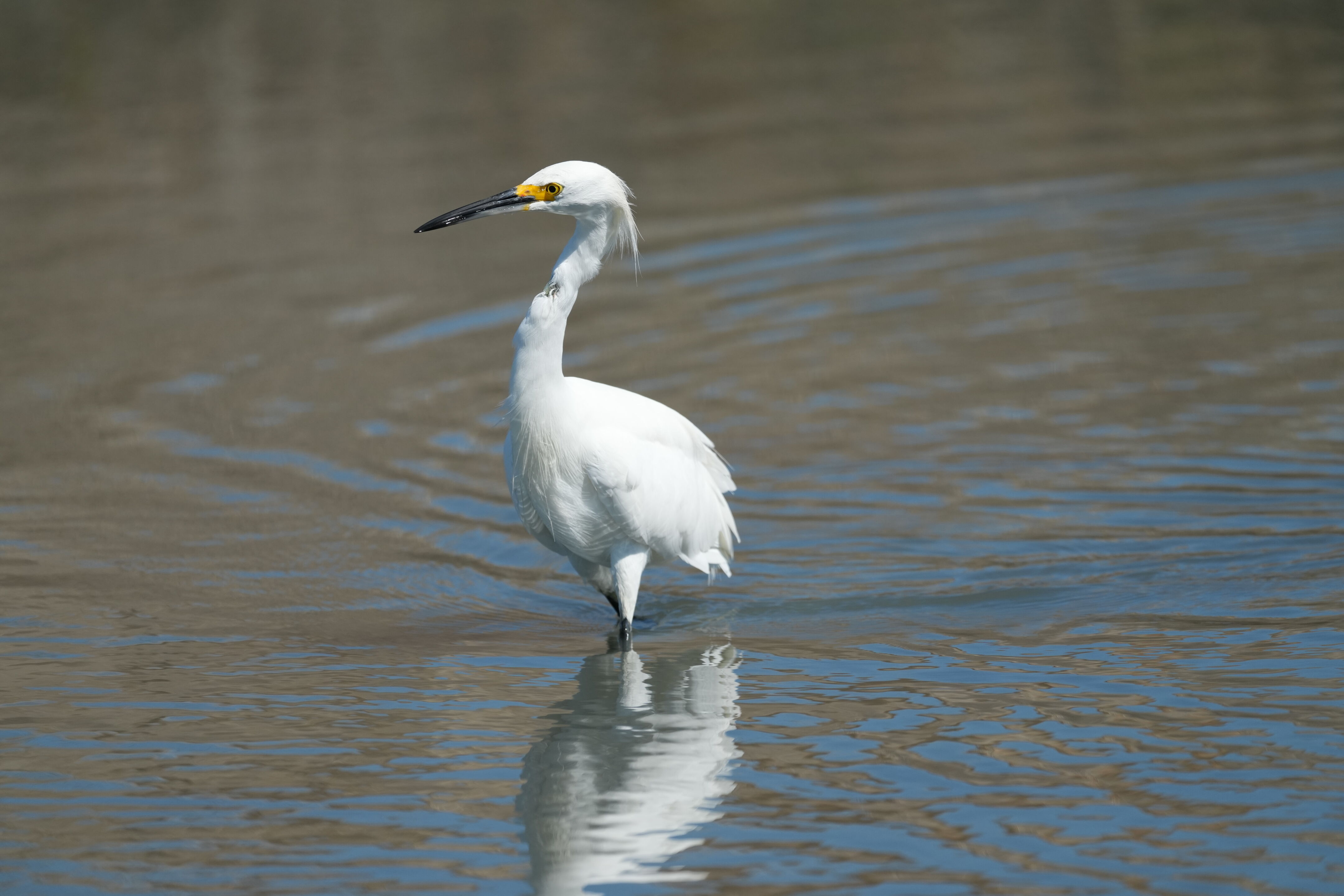 Redwood Shores Loop Trail
