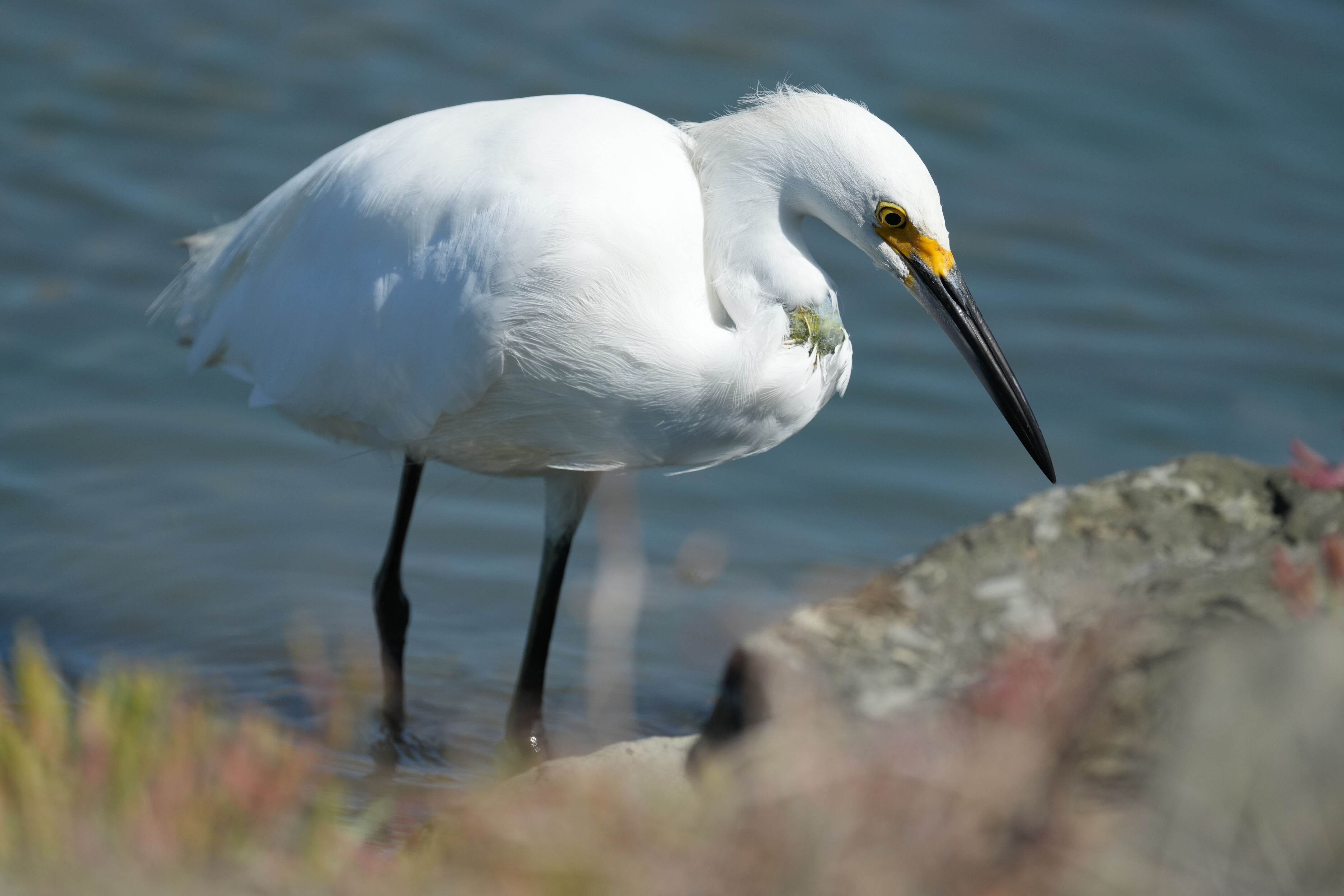 Redwood Shores Loop Trail