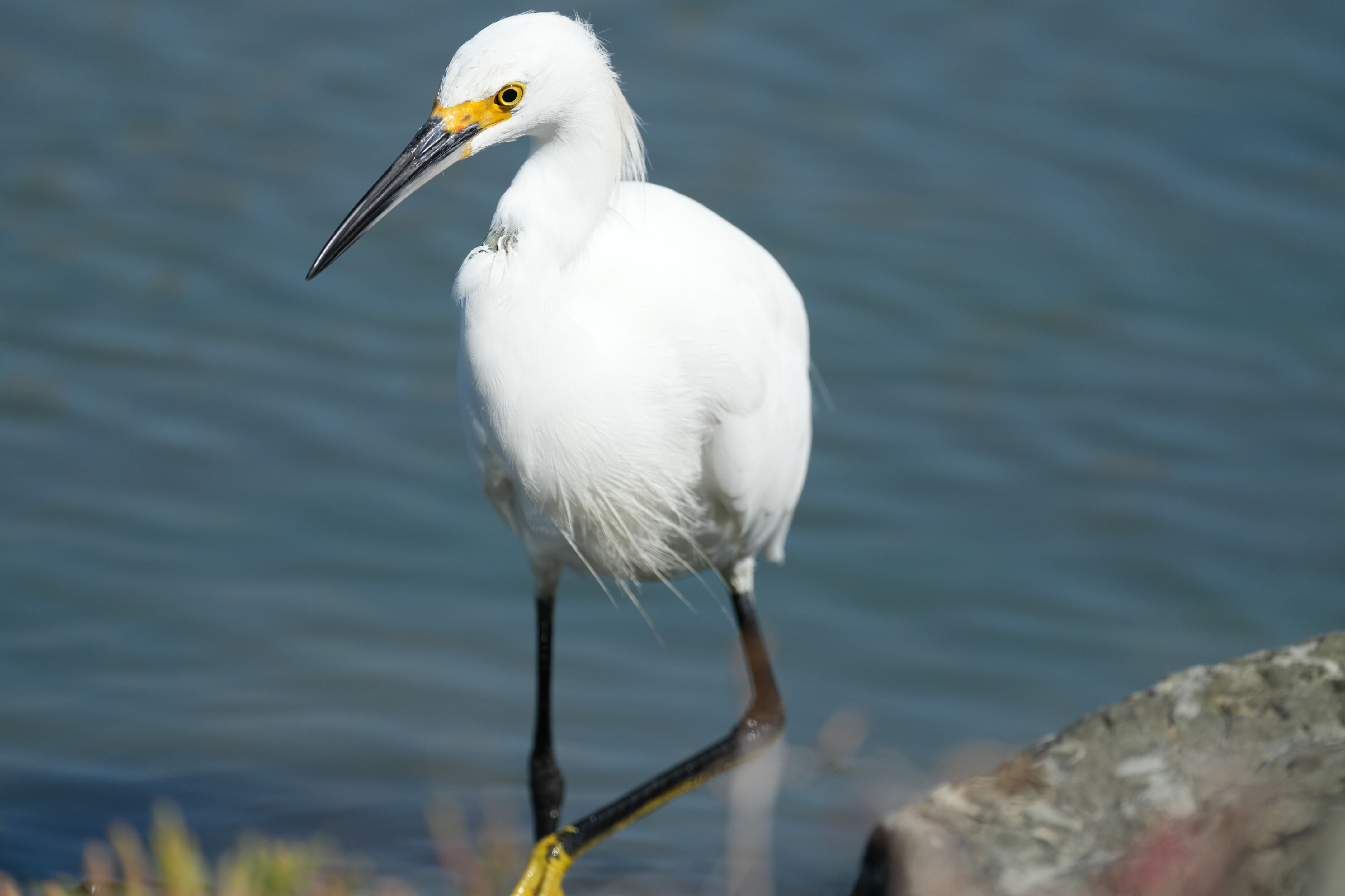 Redwood Shores Loop Trail