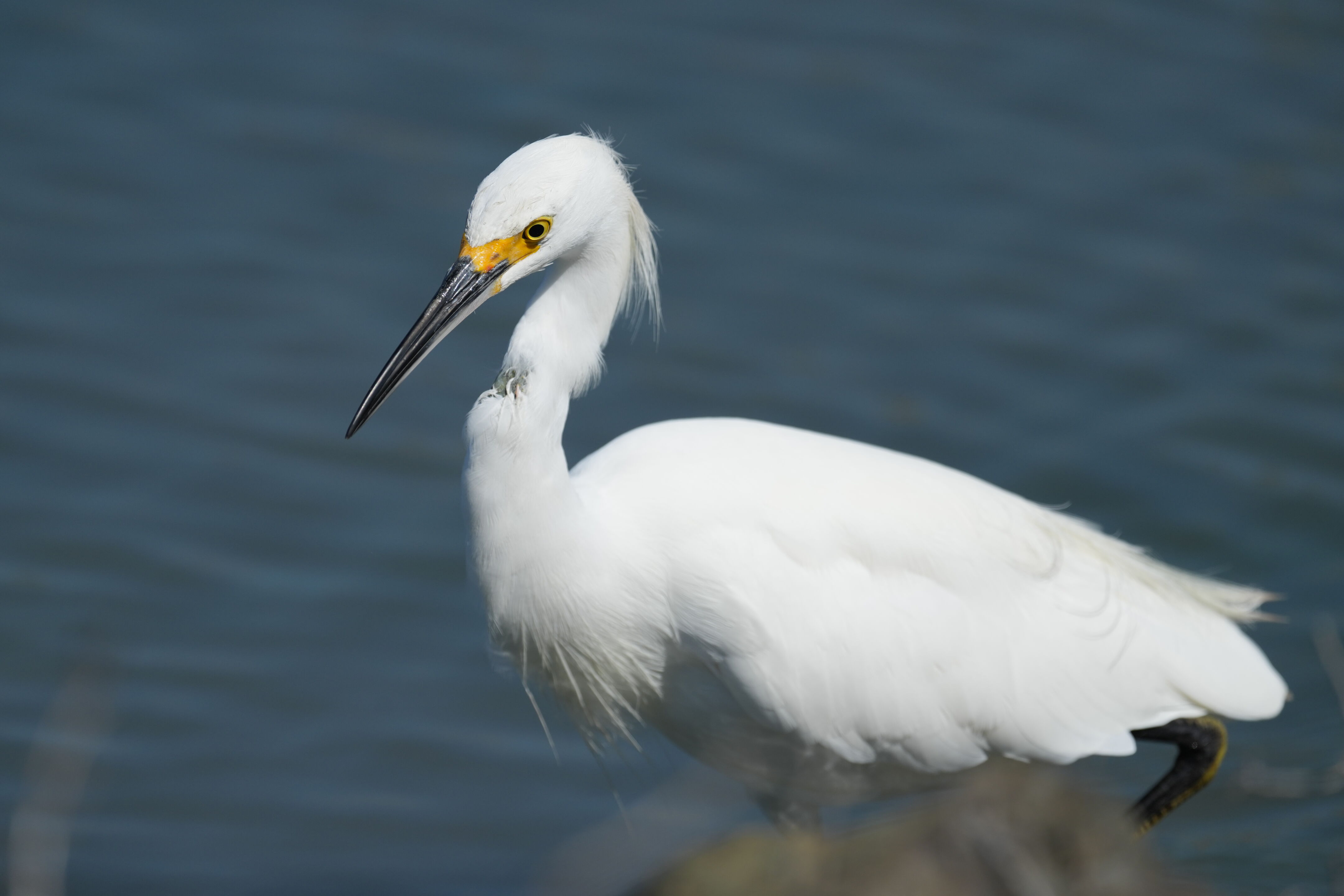 Redwood Shores Loop Trail