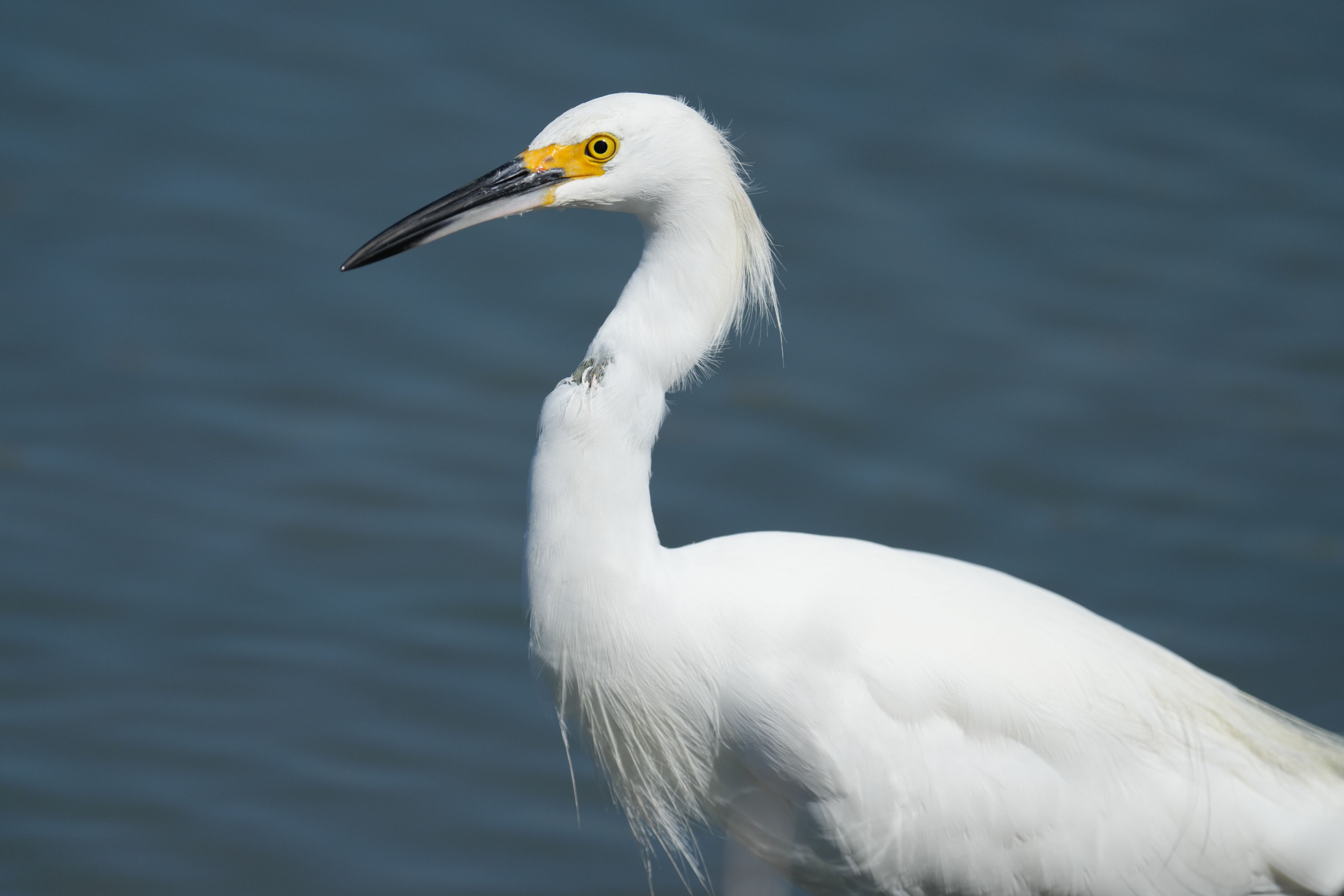 Redwood Shores Loop Trail