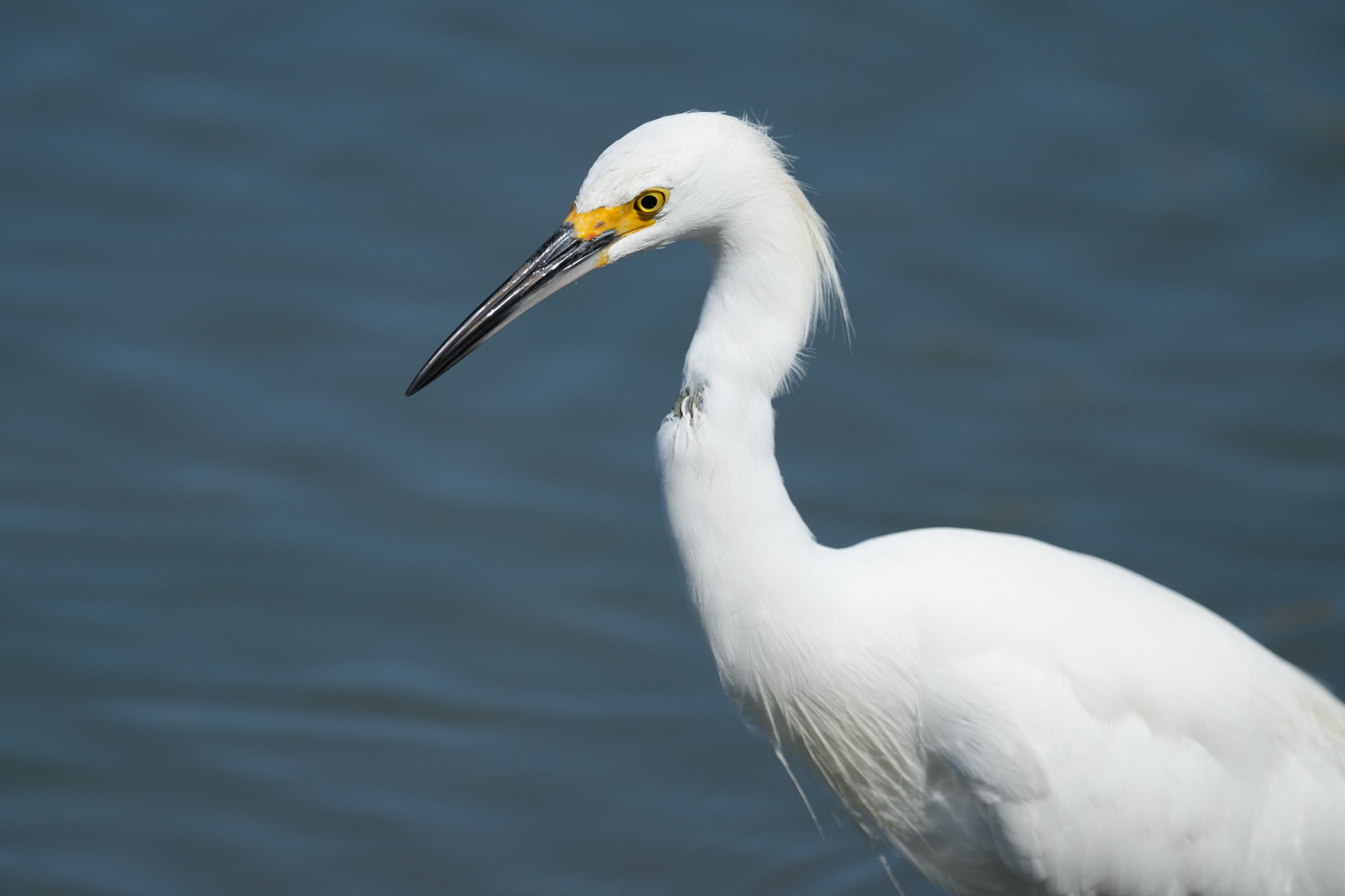 Redwood Shores Loop Trail