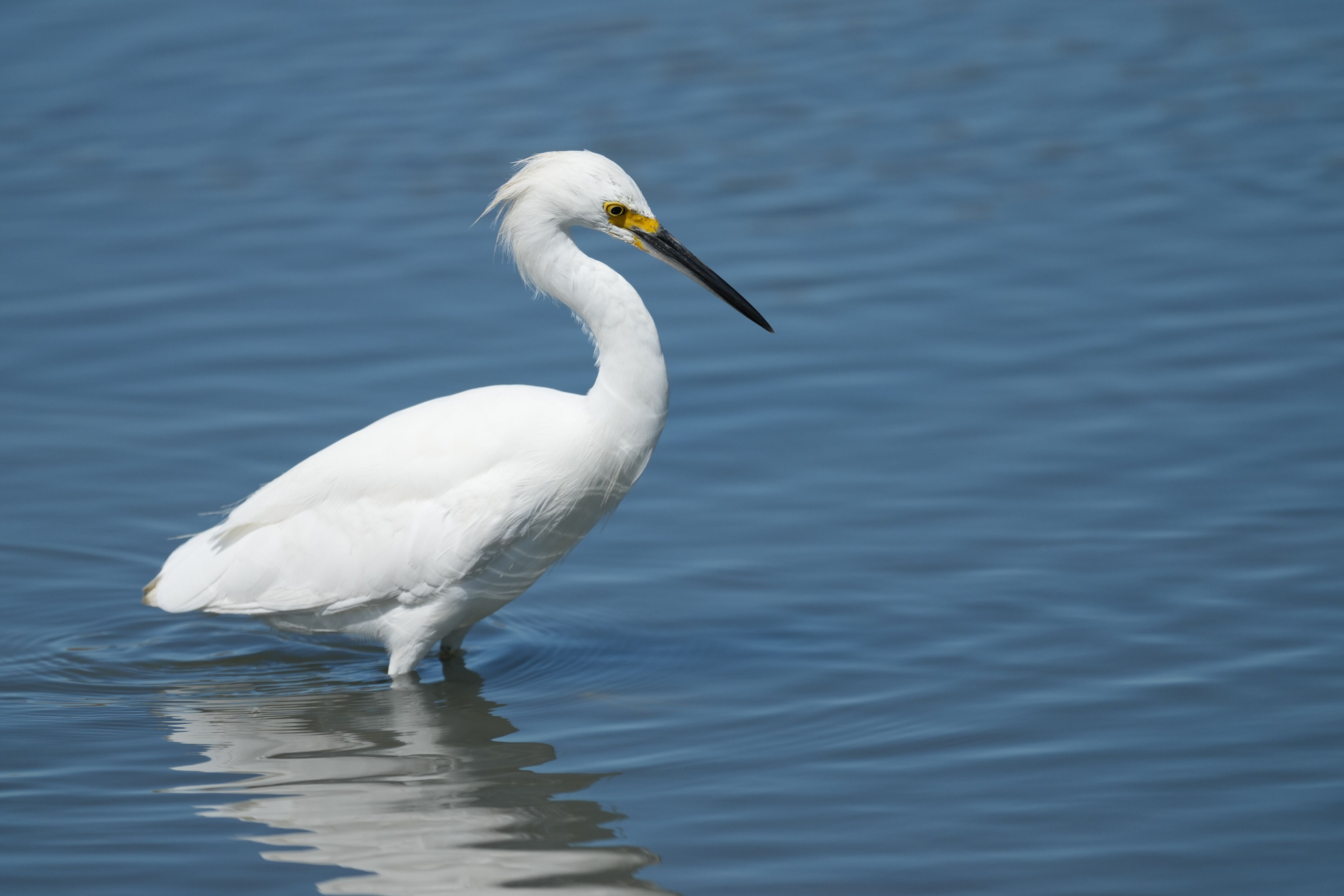 Redwood Shores Loop Trail