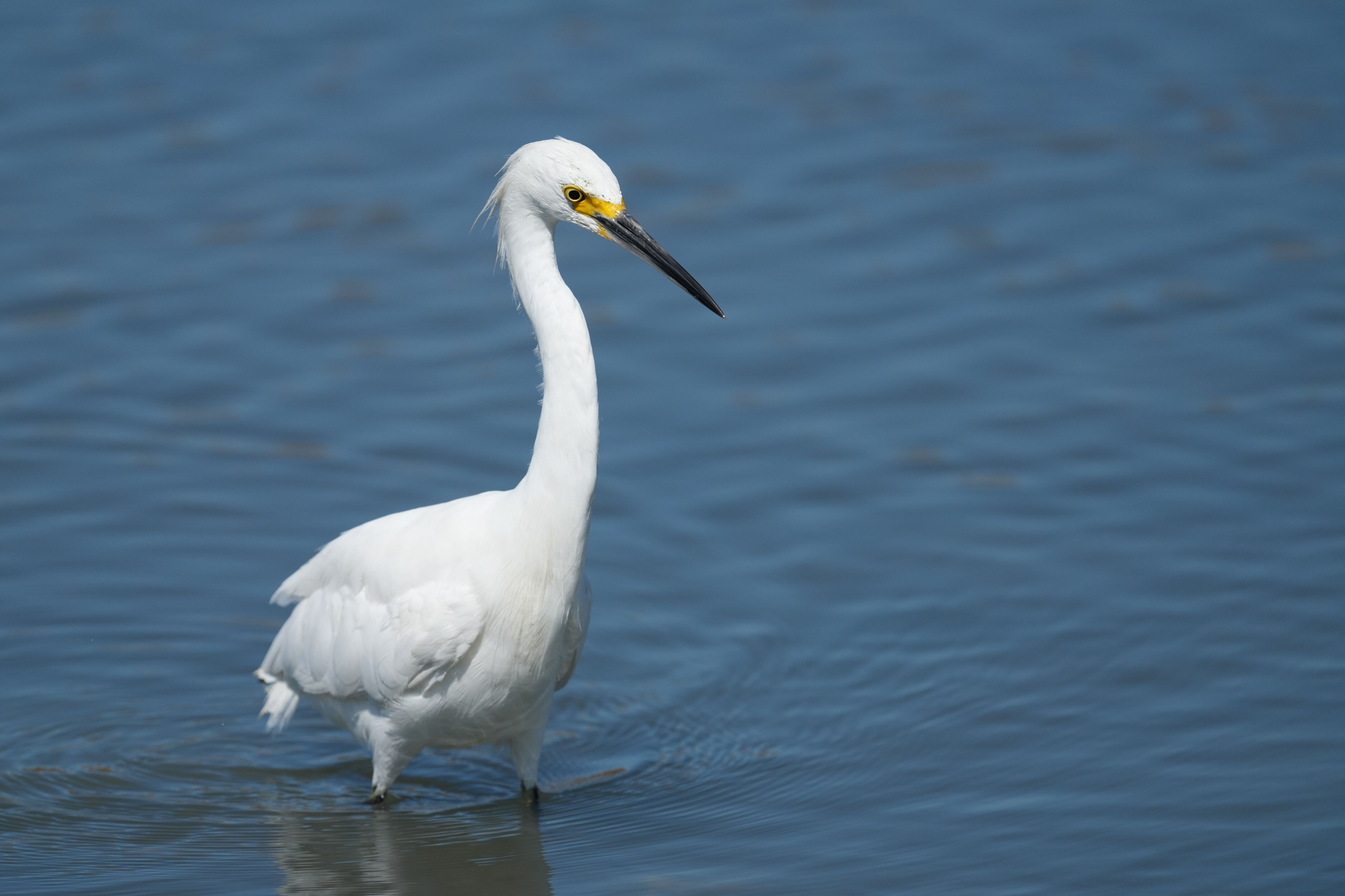 Redwood Shores Loop Trail