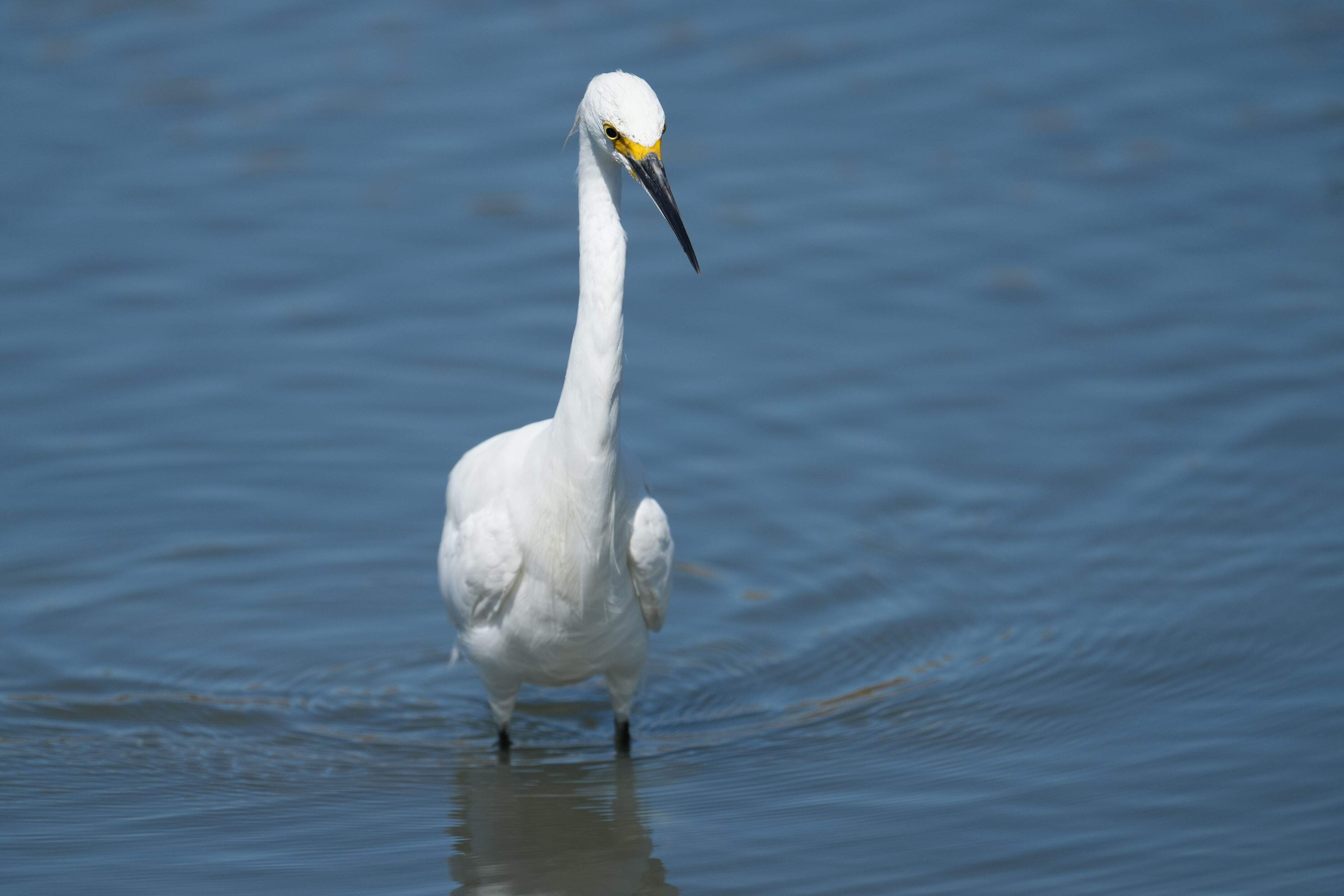 Redwood Shores Loop Trail