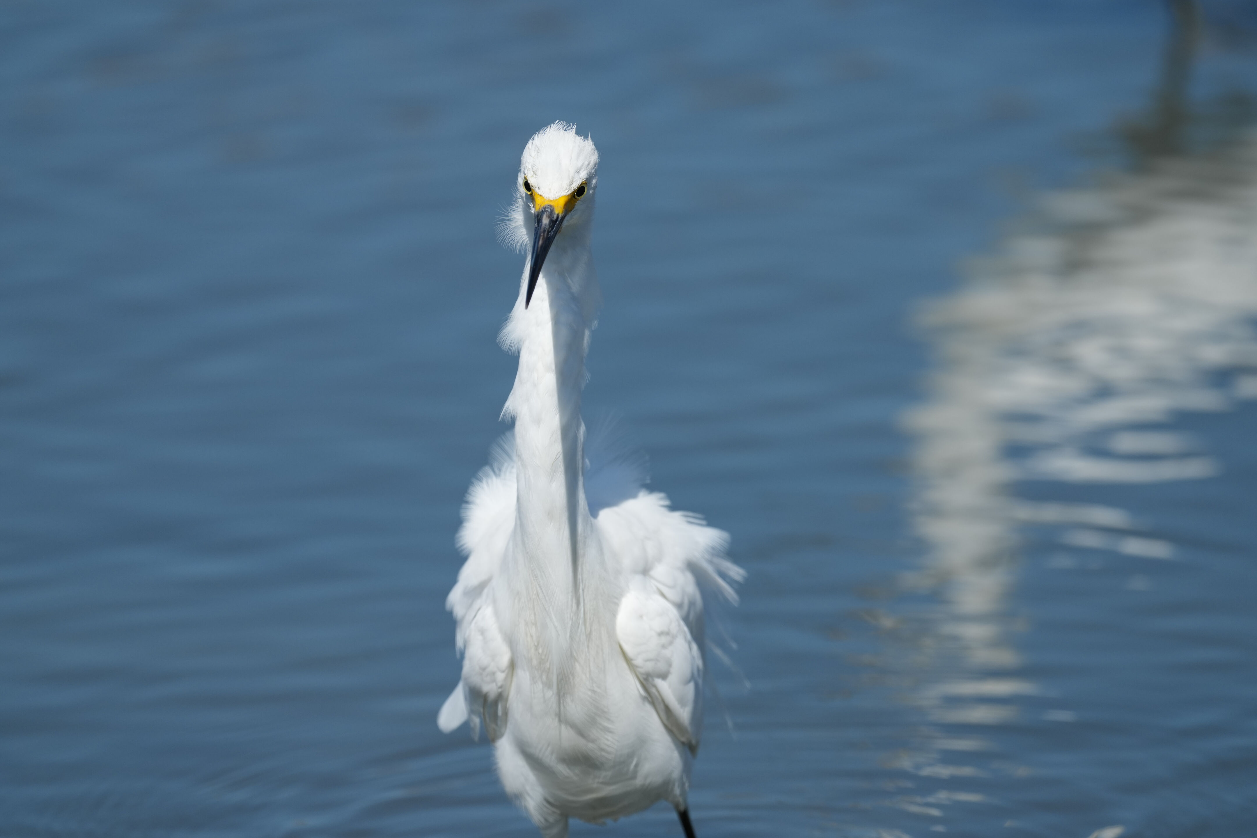 Redwood Shores Loop Trail
