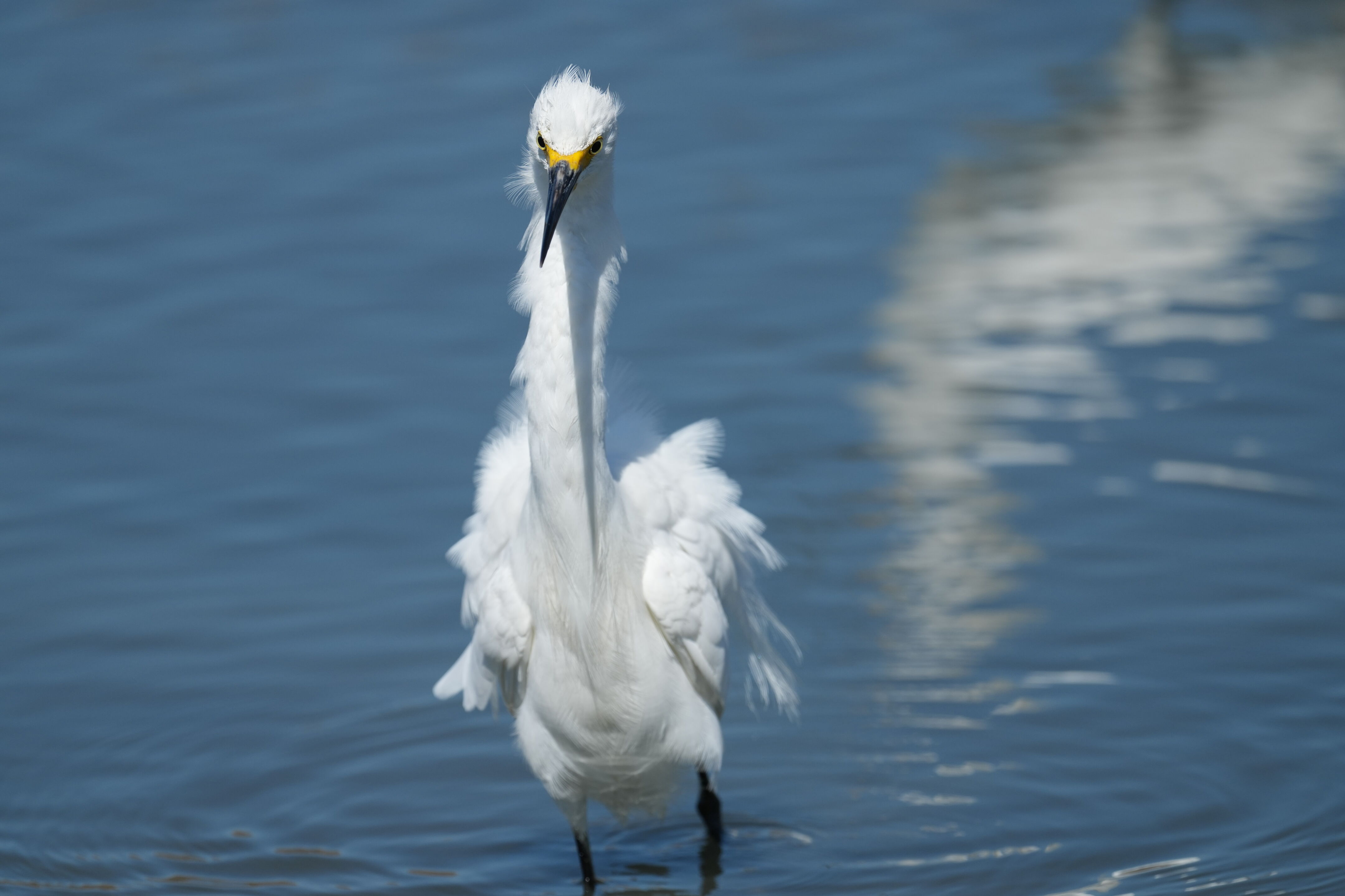 Redwood Shores Loop Trail