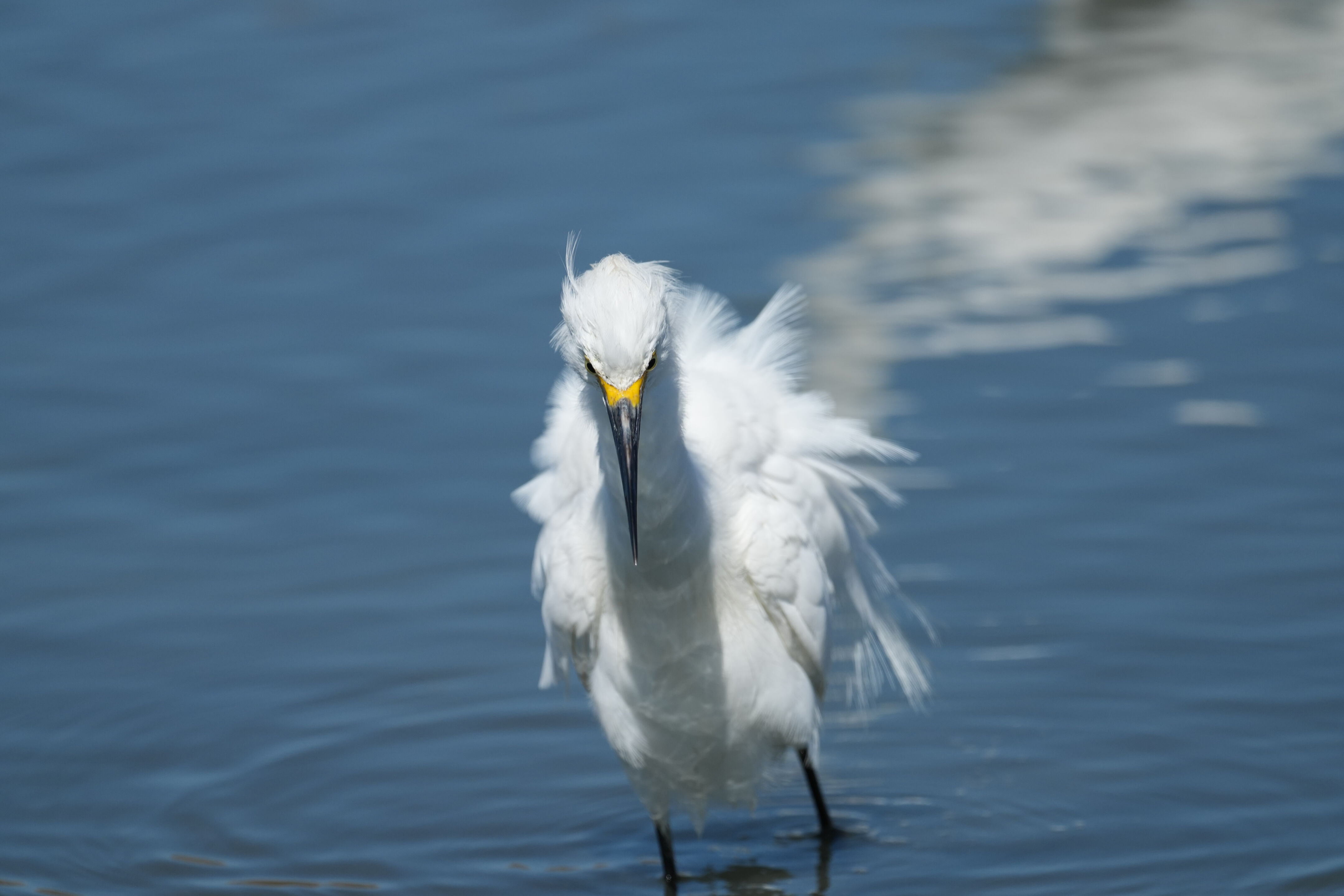Redwood Shores Loop Trail