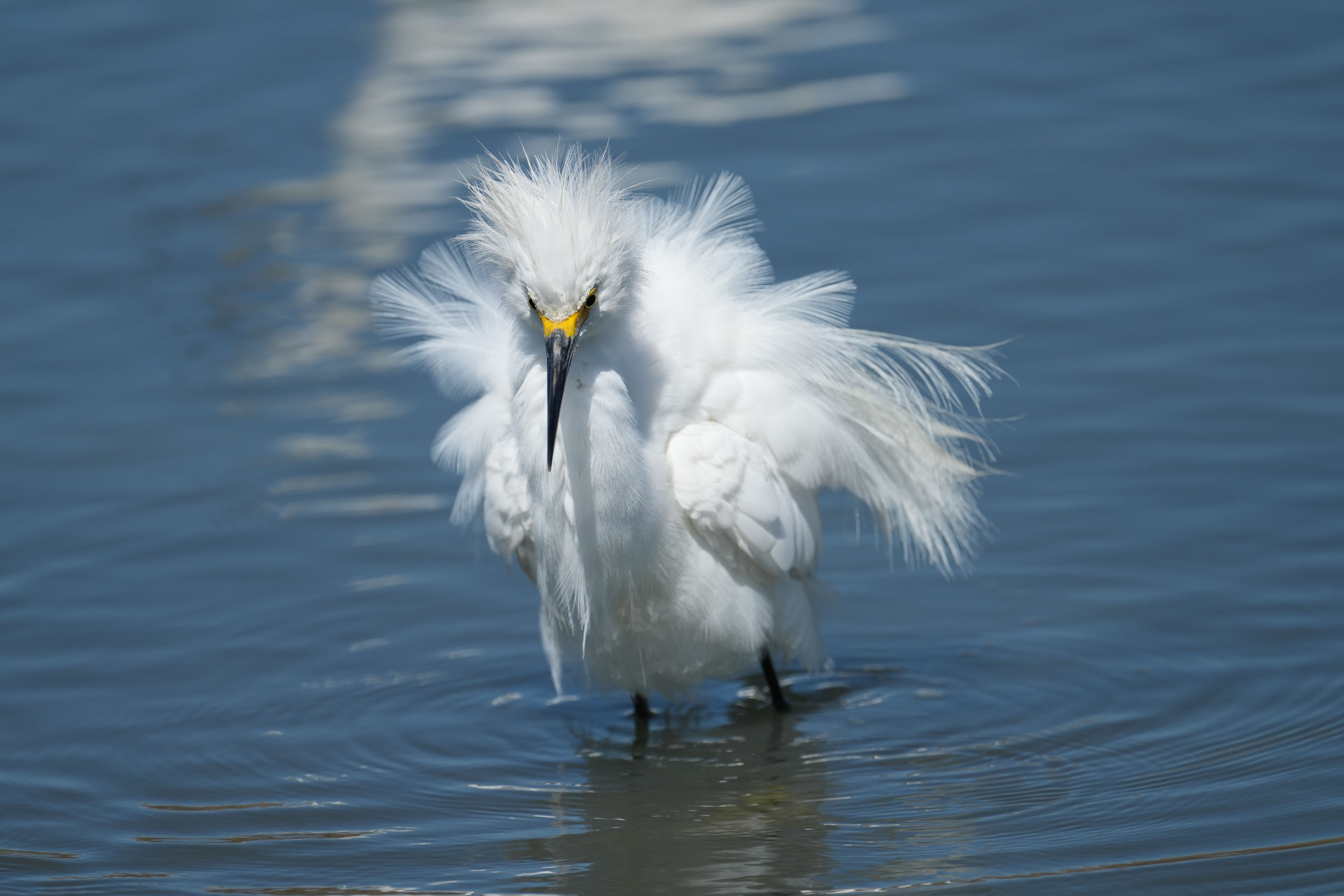 Redwood Shores Loop Trail