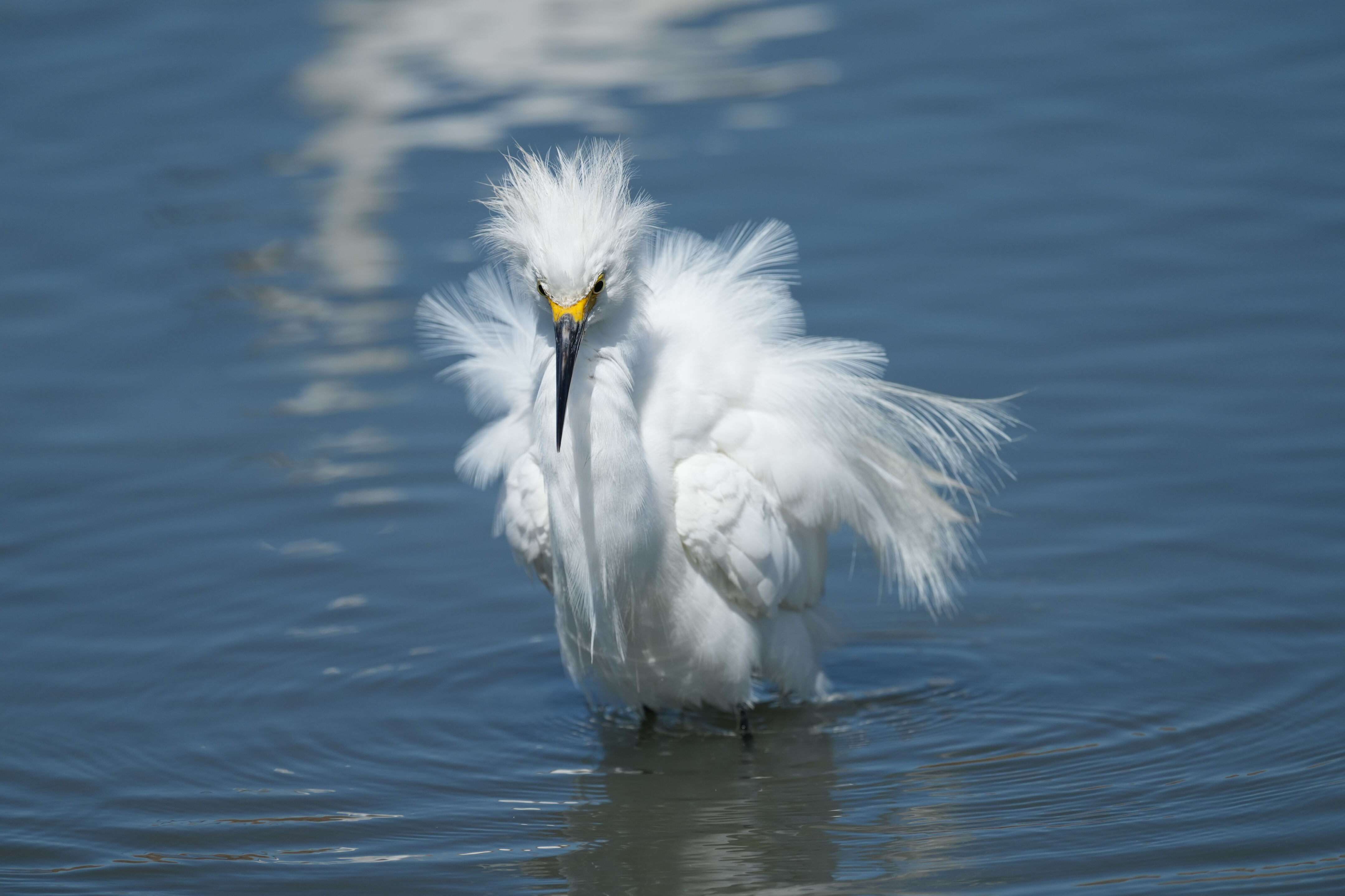 Redwood Shores Loop Trail