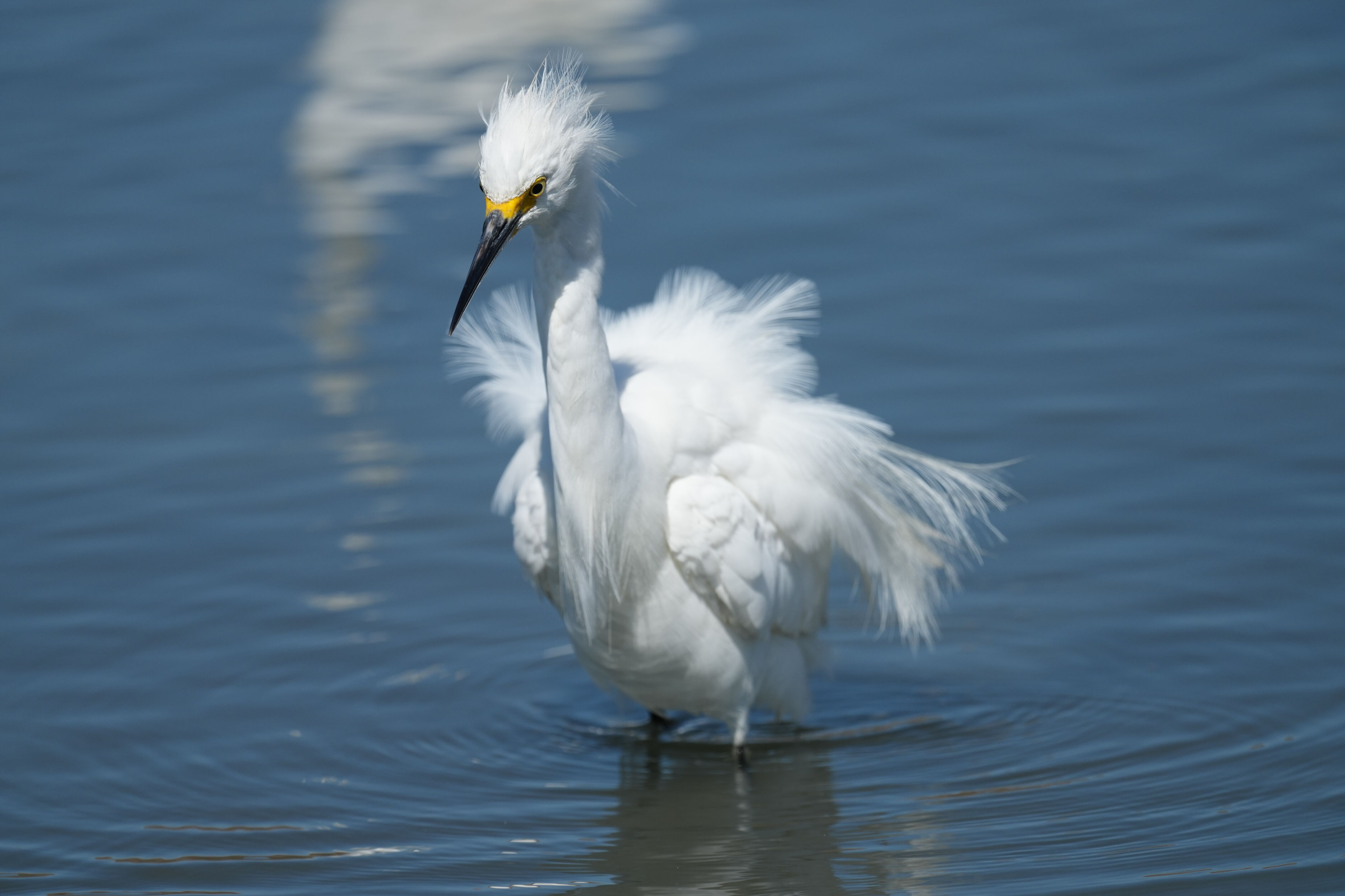 Redwood Shores Loop Trail
