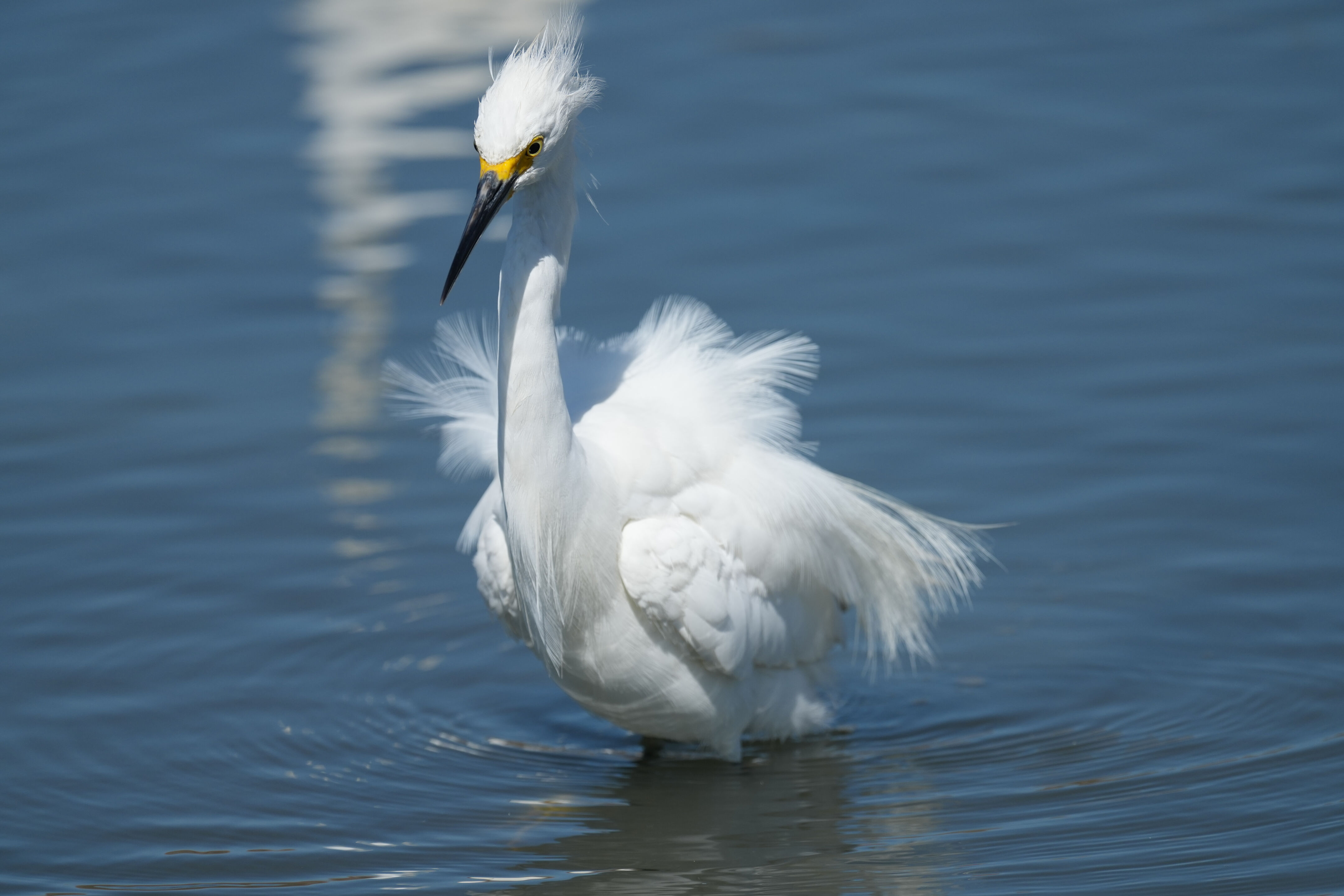 Redwood Shores Loop Trail