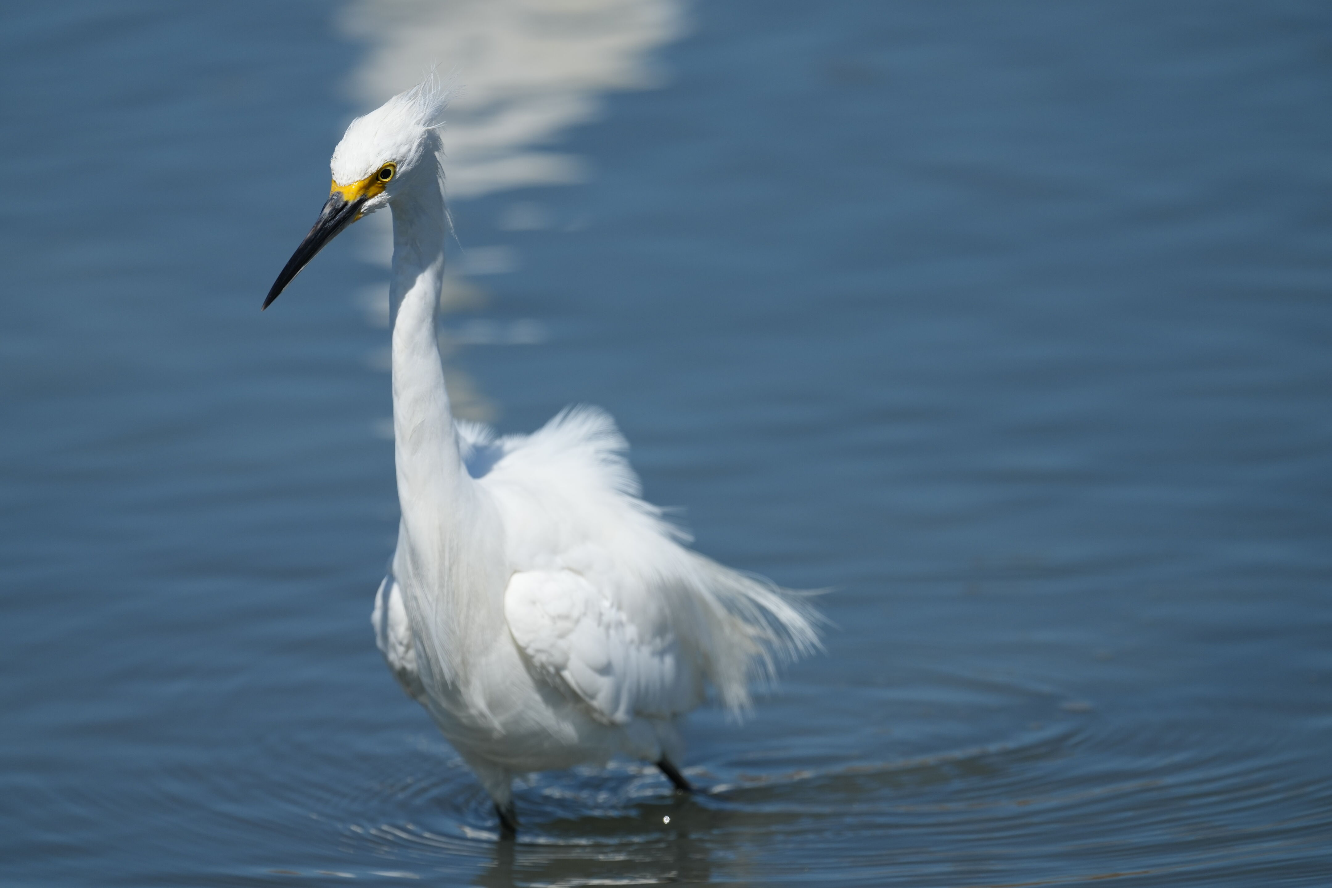 Redwood Shores Loop Trail