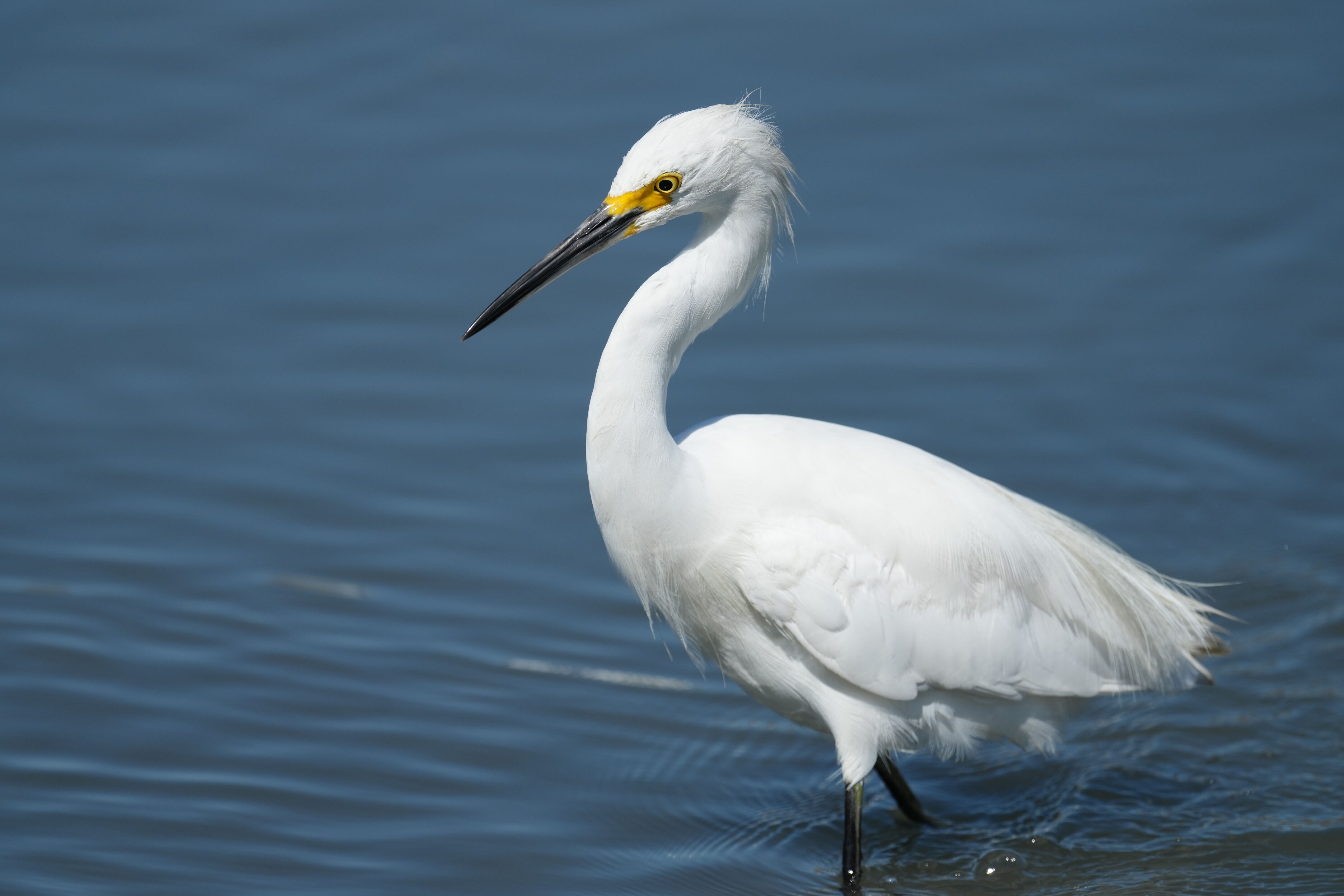 Redwood Shores Loop Trail